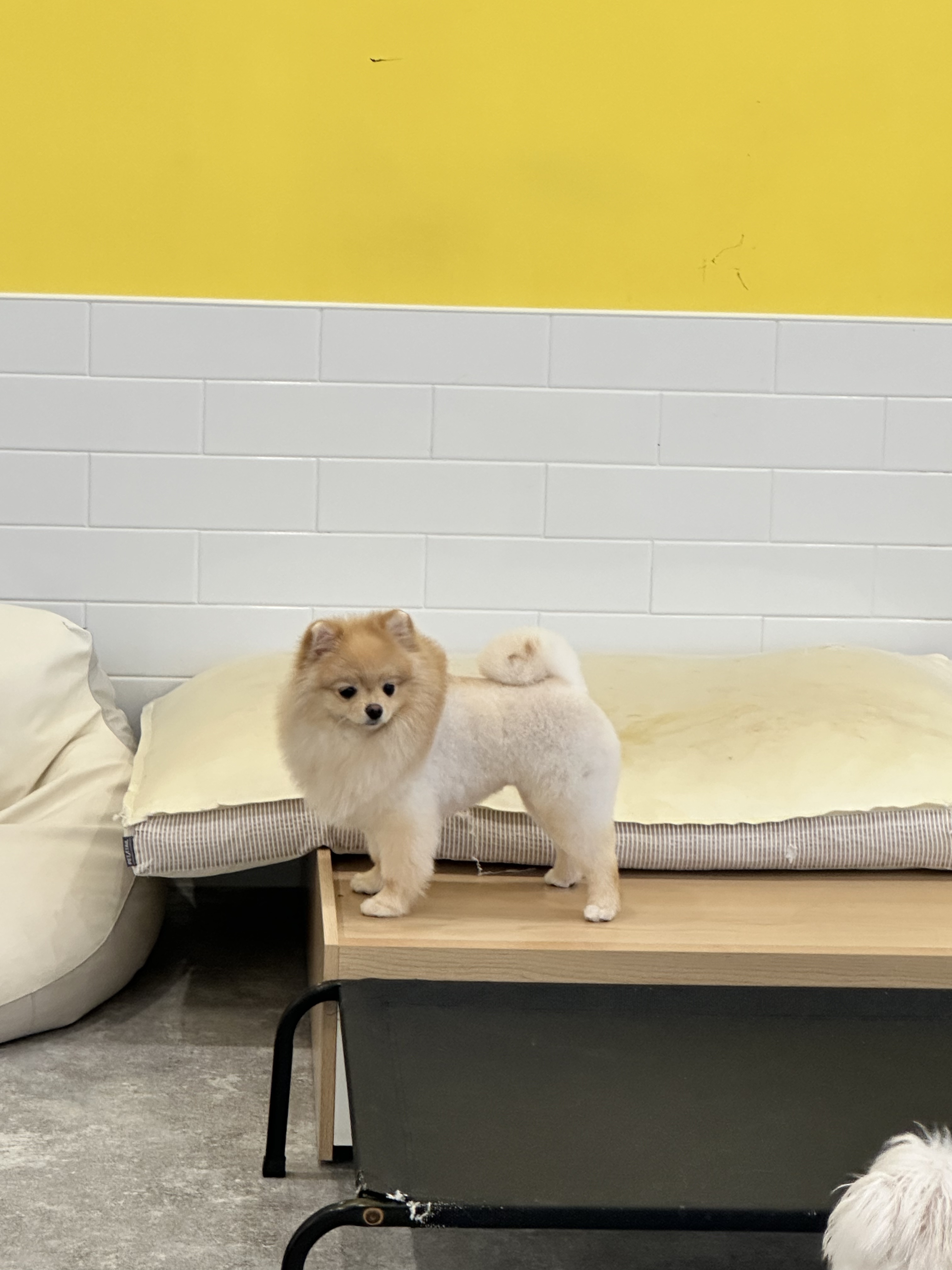 해피 오브 트리밍 대표 이미지