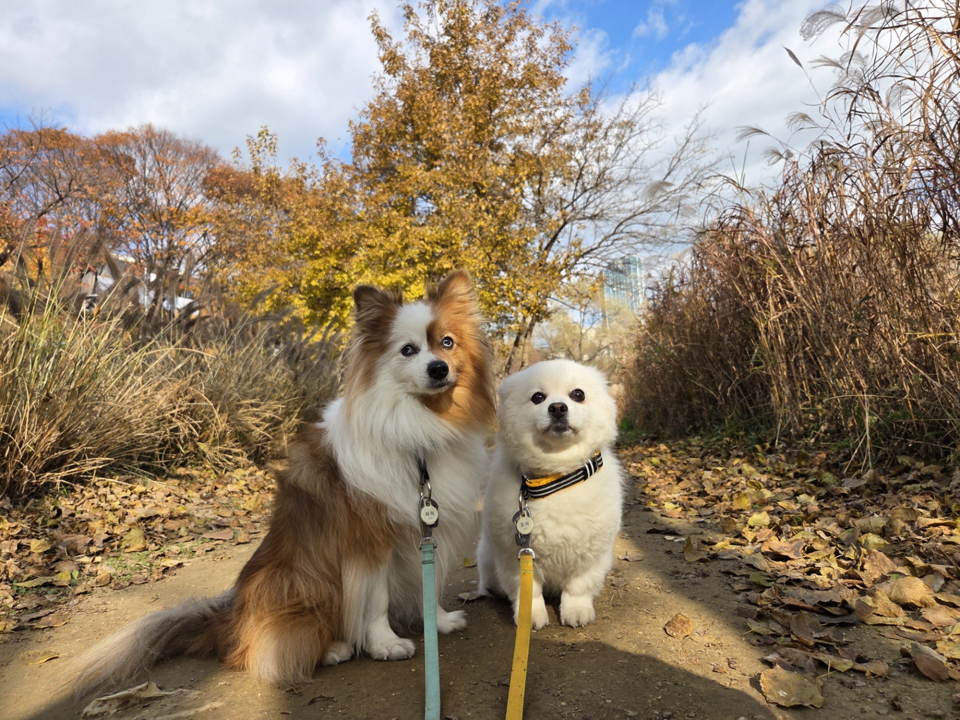 보위그 애견유치원 대표 이미지