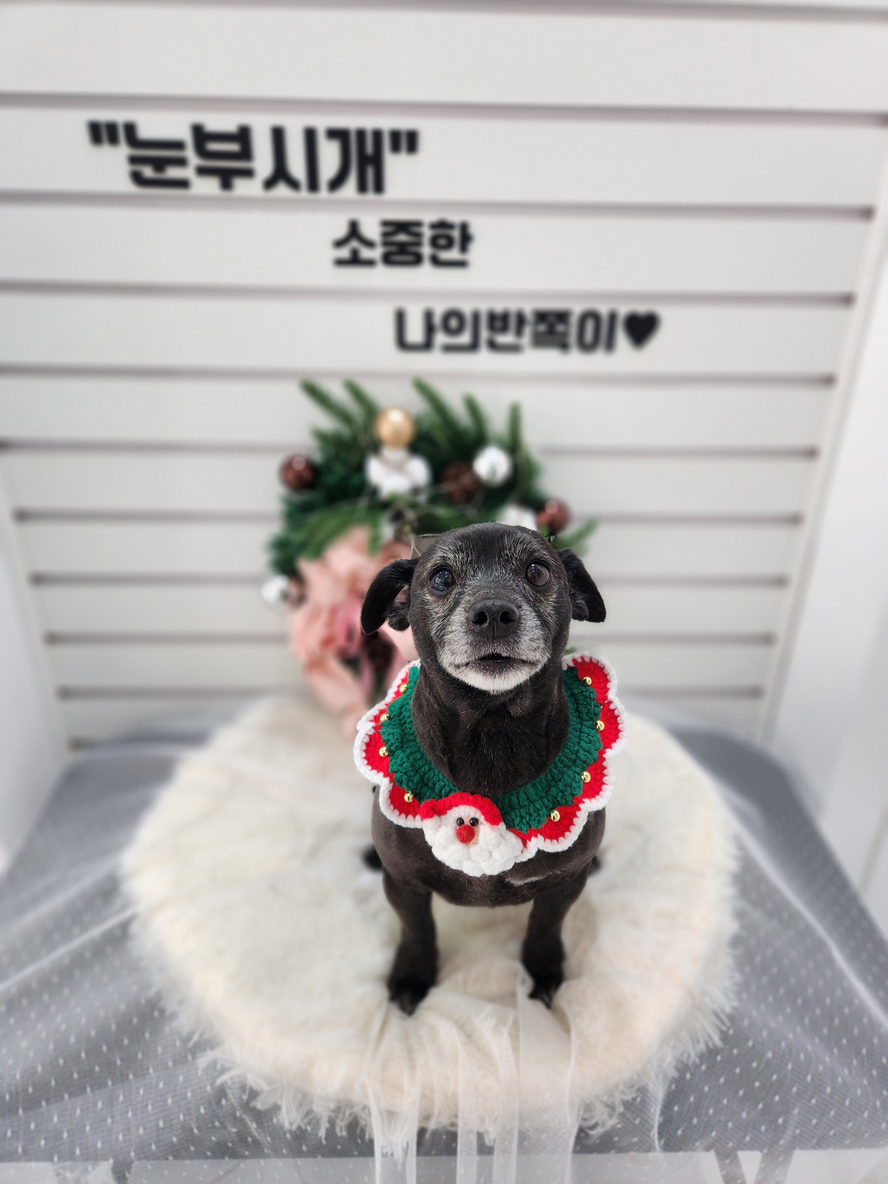 눈부시개 대표 이미지