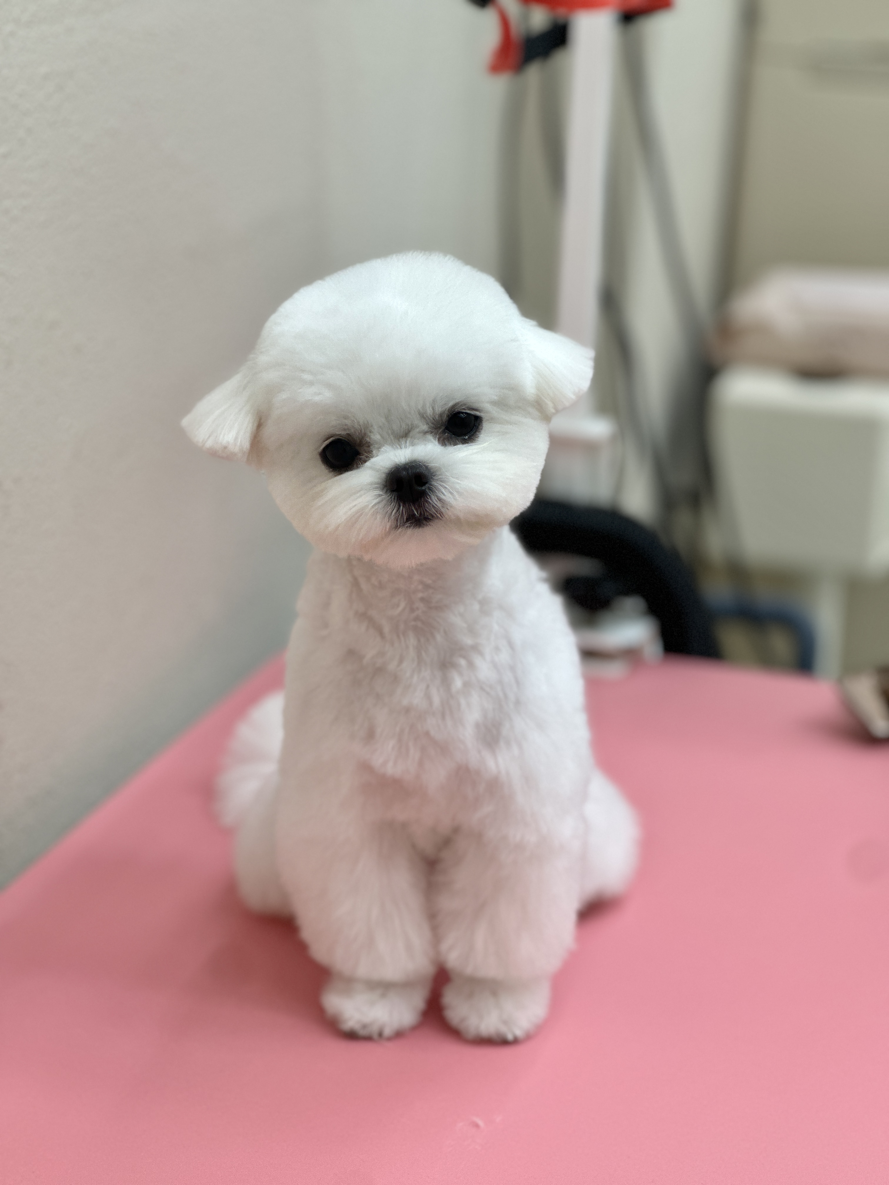 댕글리 대표 이미지