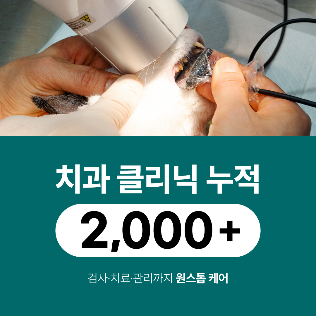 힐링동물병원 대표 이미지