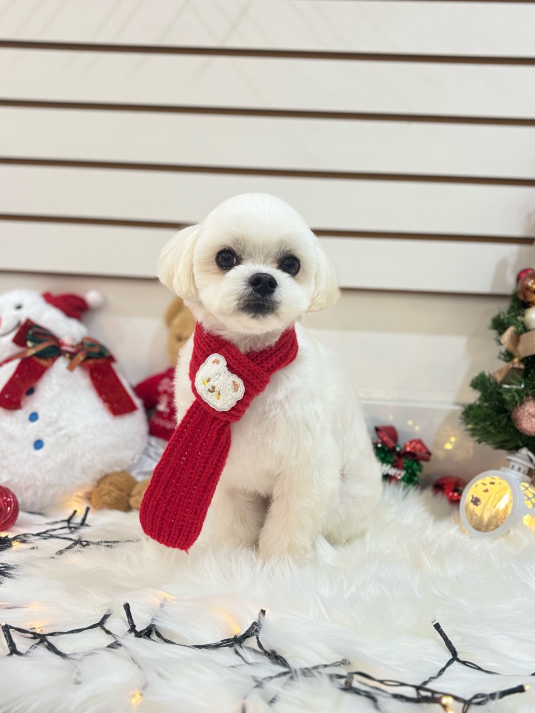 강아지와고양이 대표 이미지