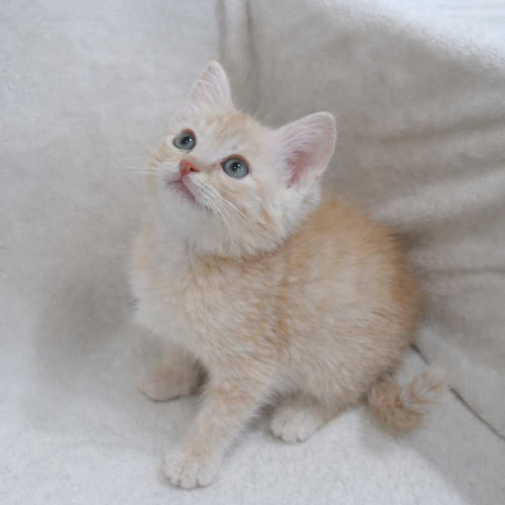 냥이마루 대표 이미지