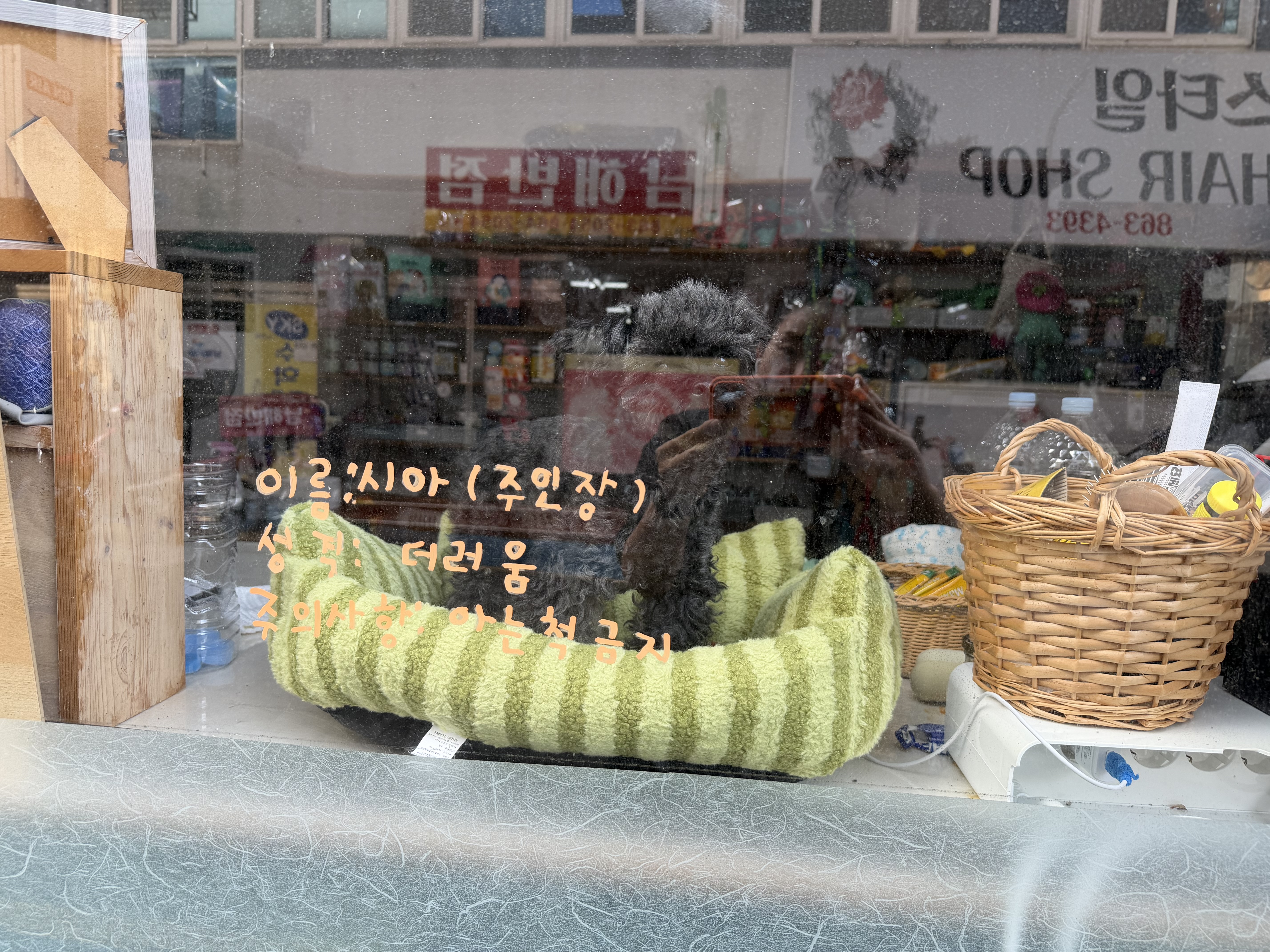강아지 미용실 대표 이미지