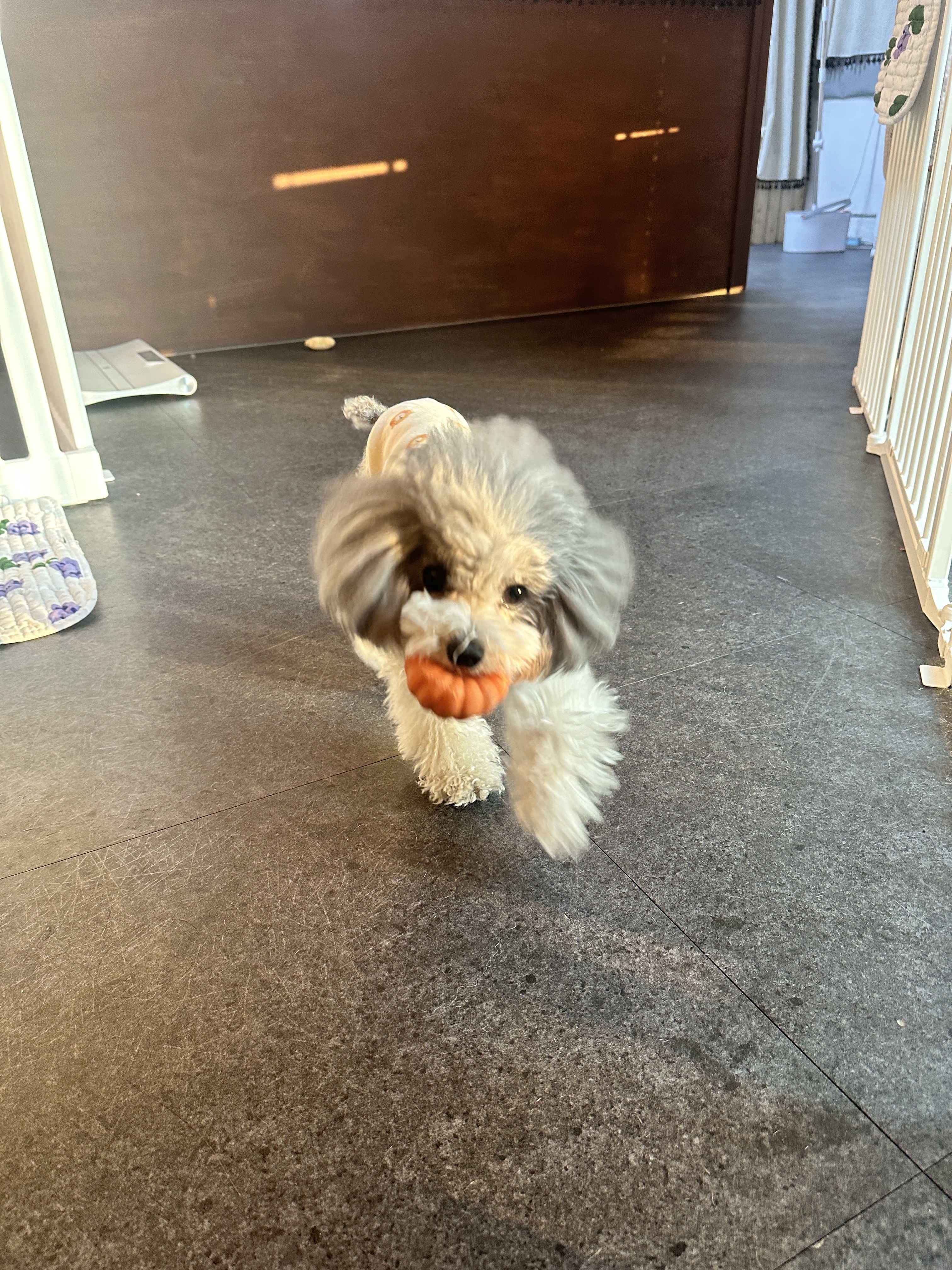 아로하반려동물케어센터 대표 이미지