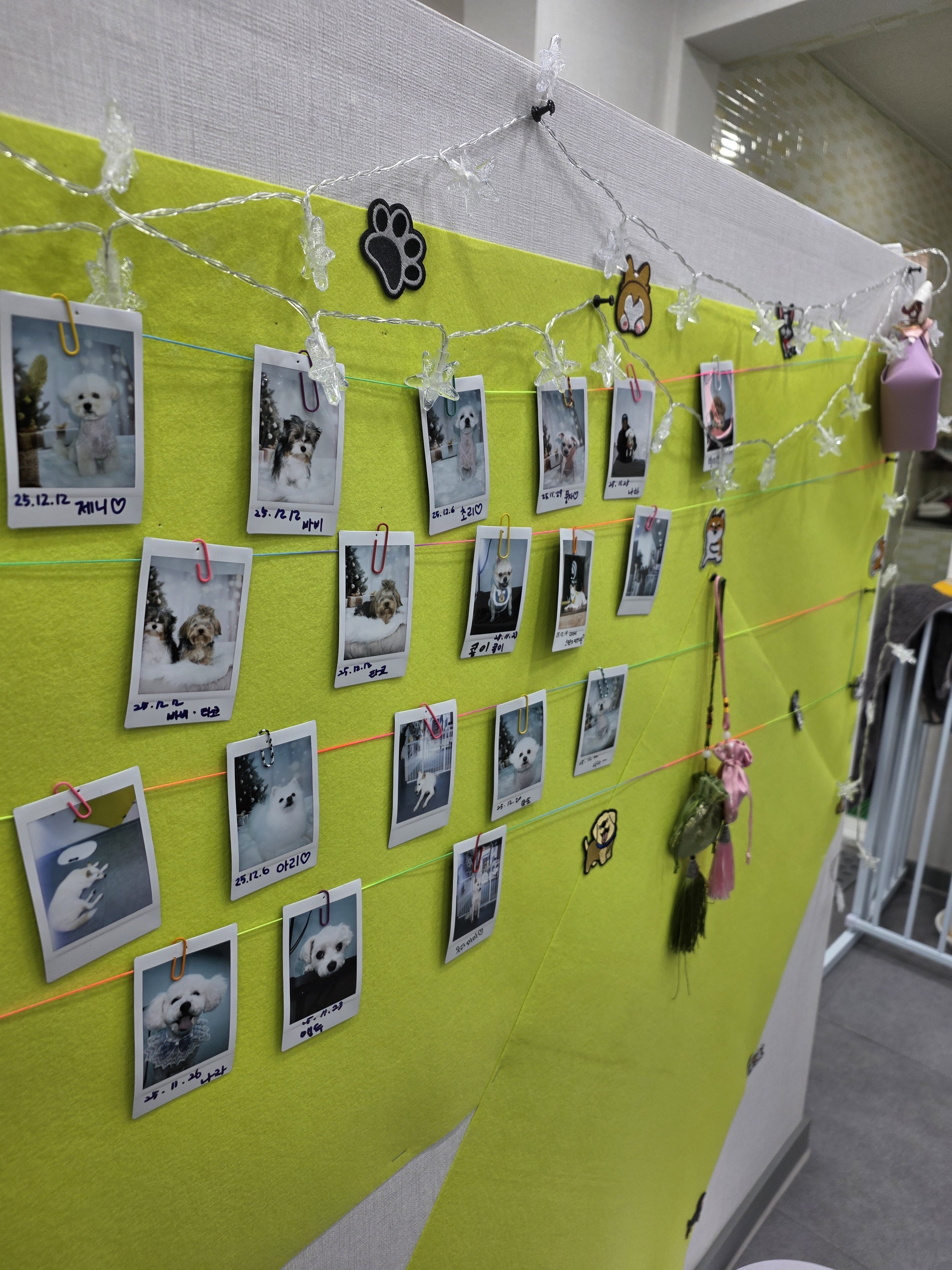 미미애견샵 대표 이미지