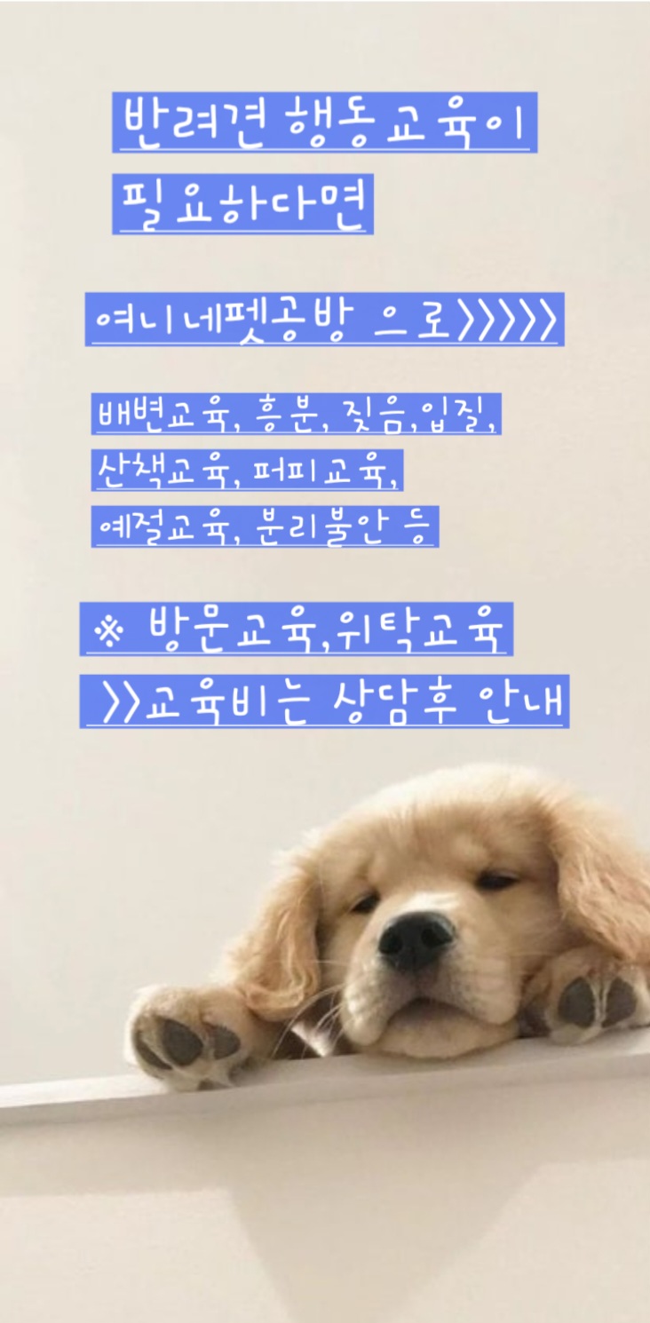 여니네펫공방 대표 이미지