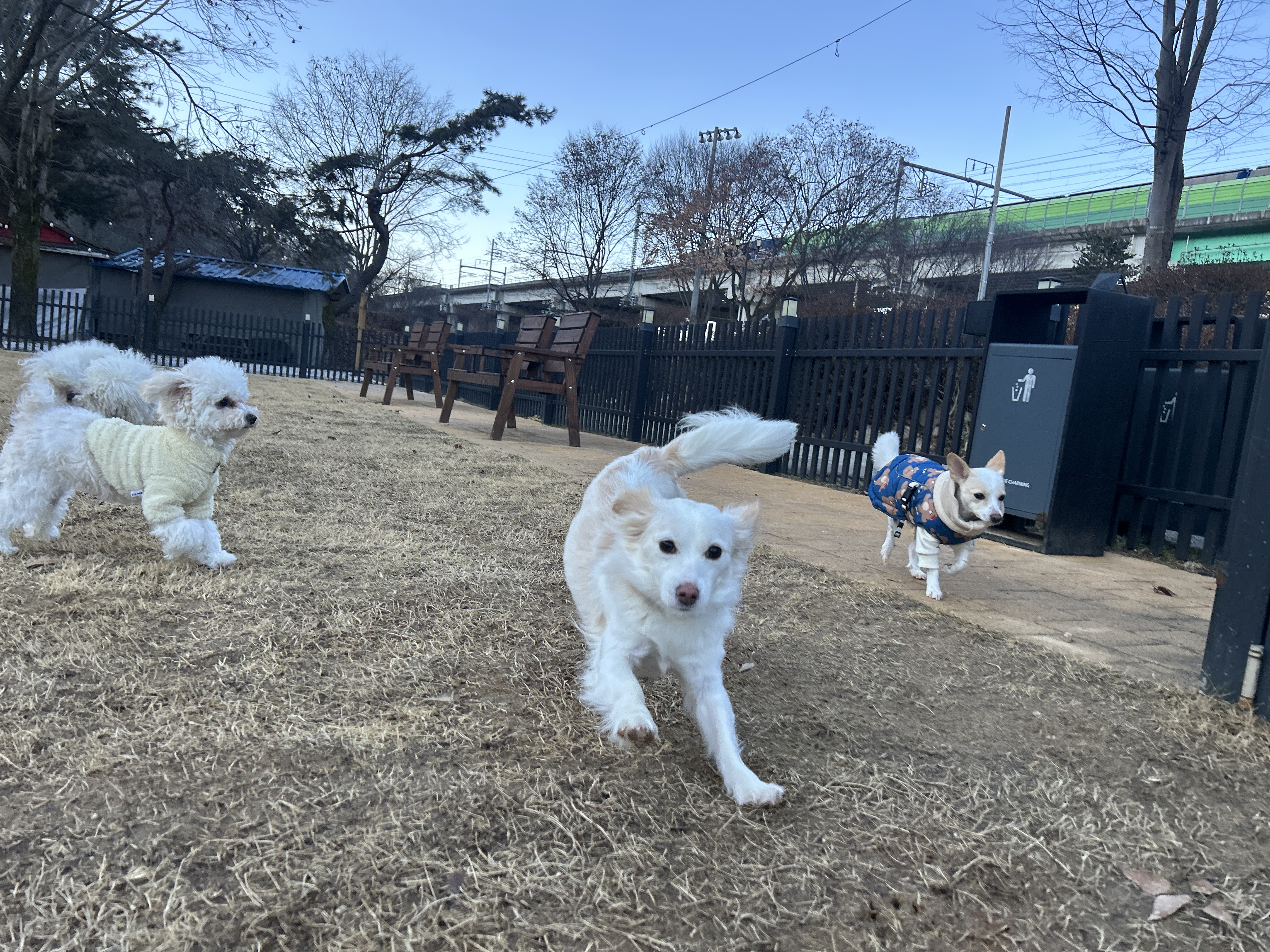 비로소 애견유치원 대표 이미지