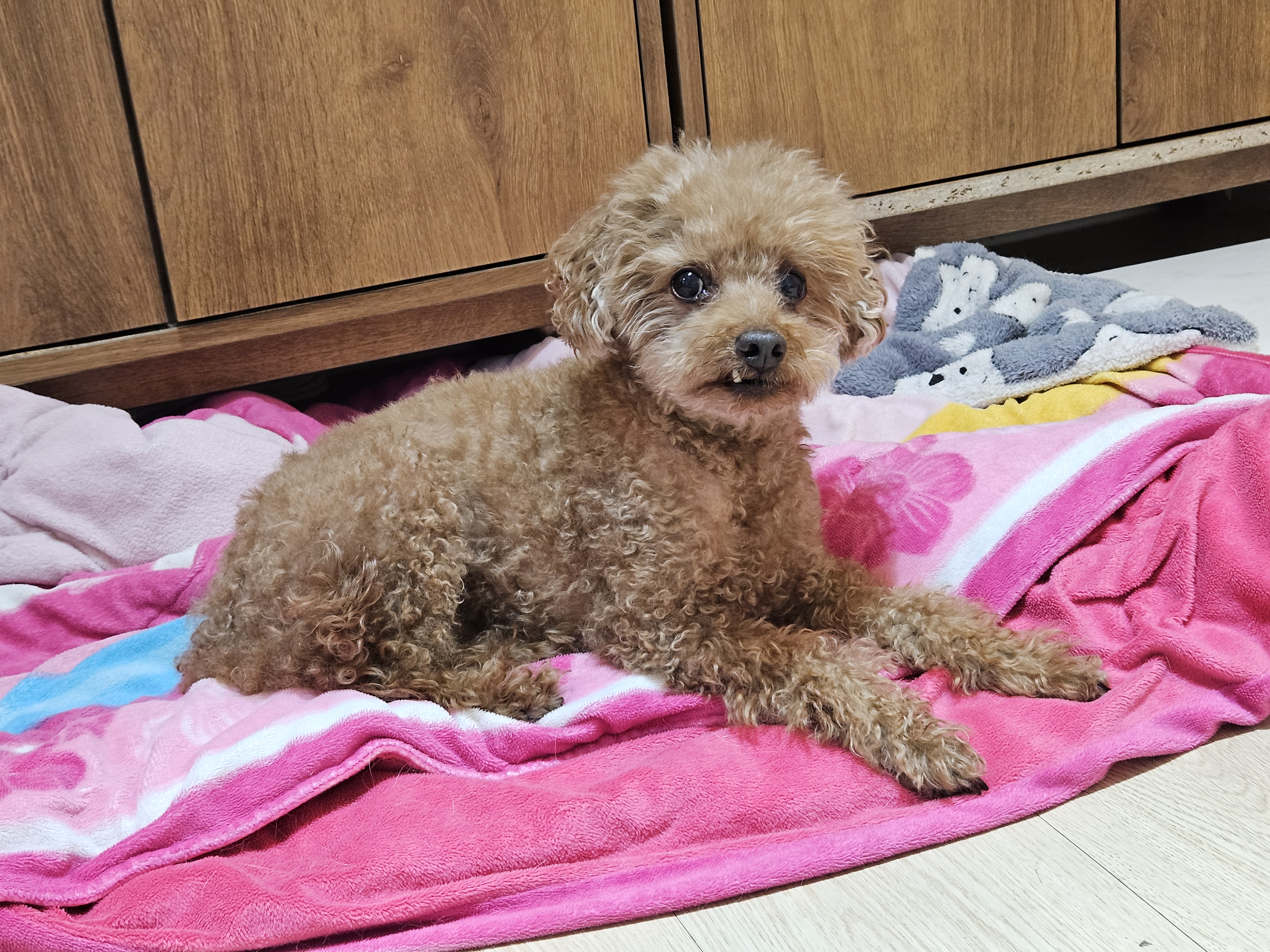 케니애견돌봄센터 대표 이미지