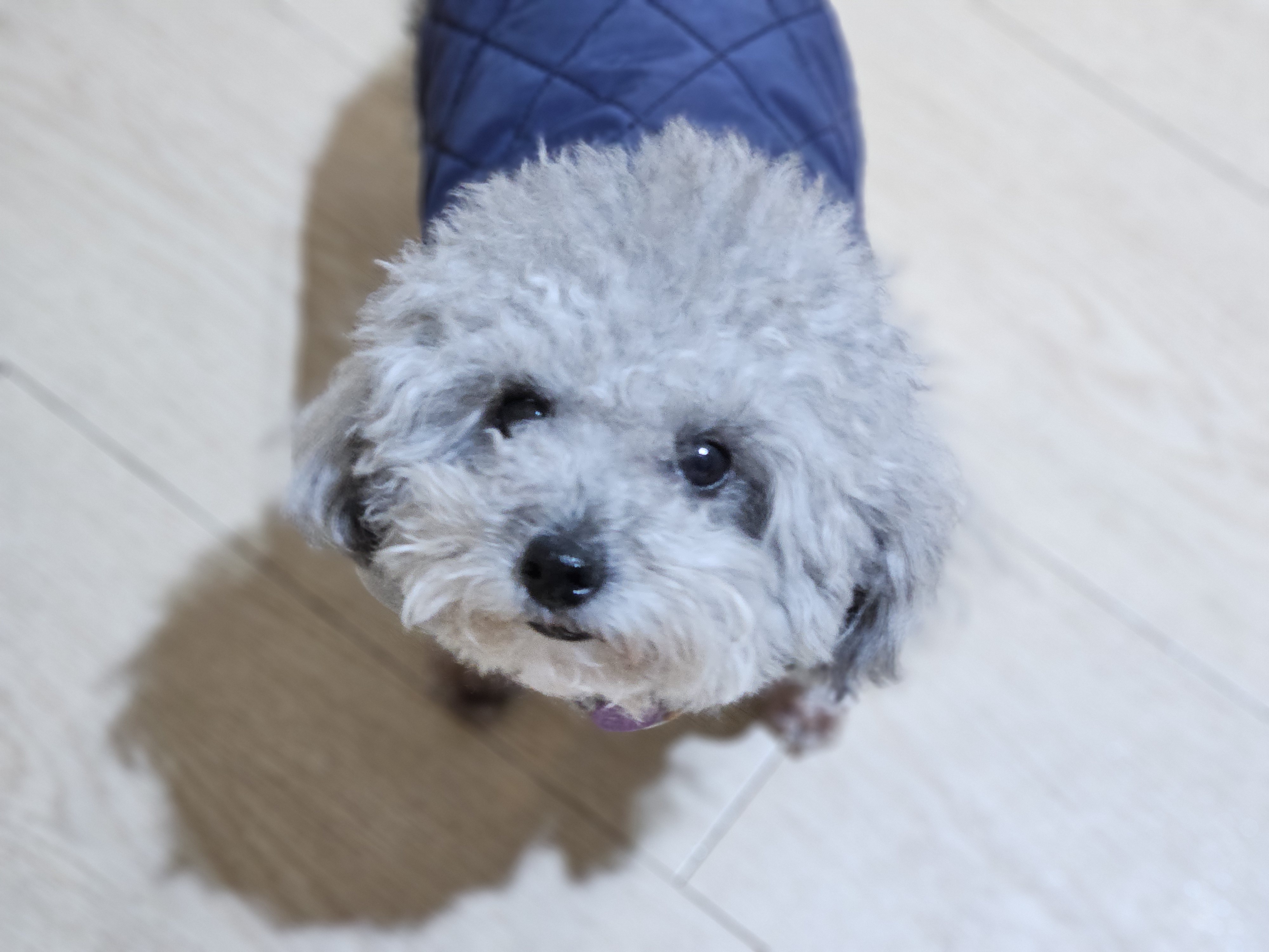 케니애견돌봄센터 대표 이미지