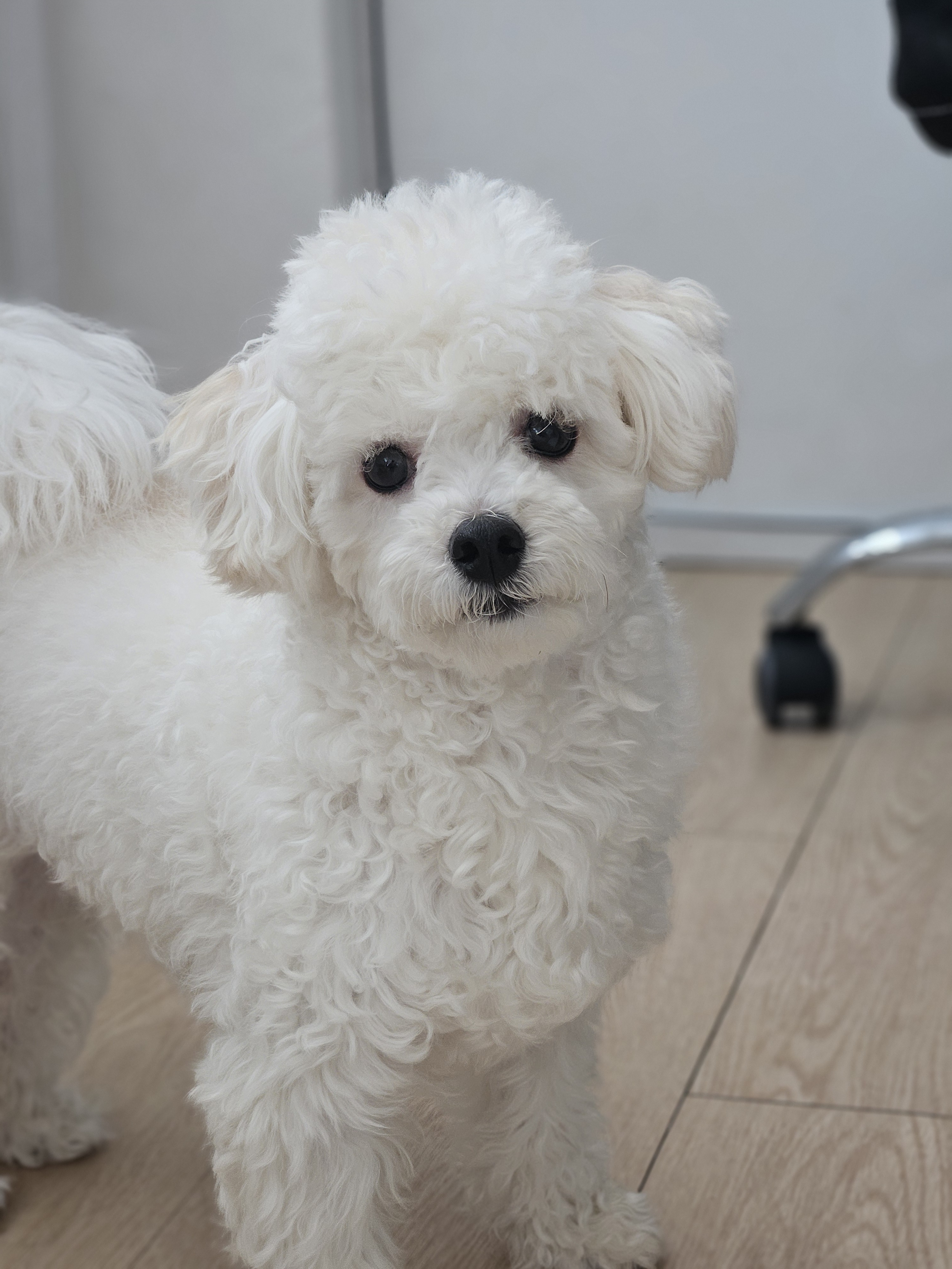 케니애견 대표 이미지