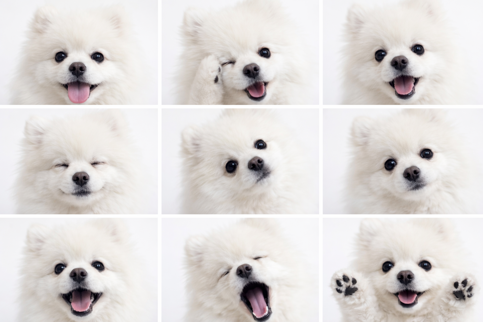 케니애견돌봄센터 대표 이미지