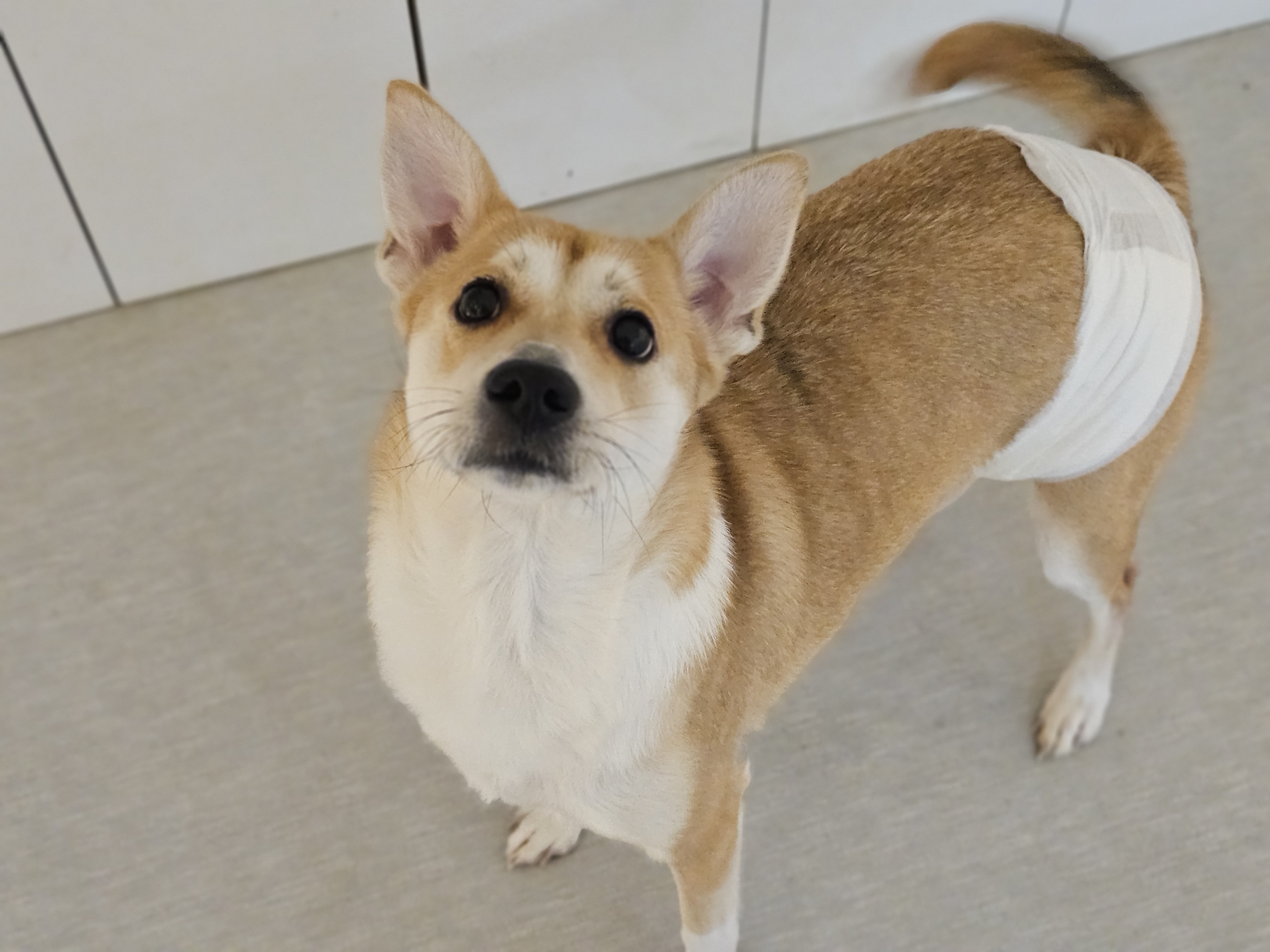 케니애견돌봄센터 대표 이미지