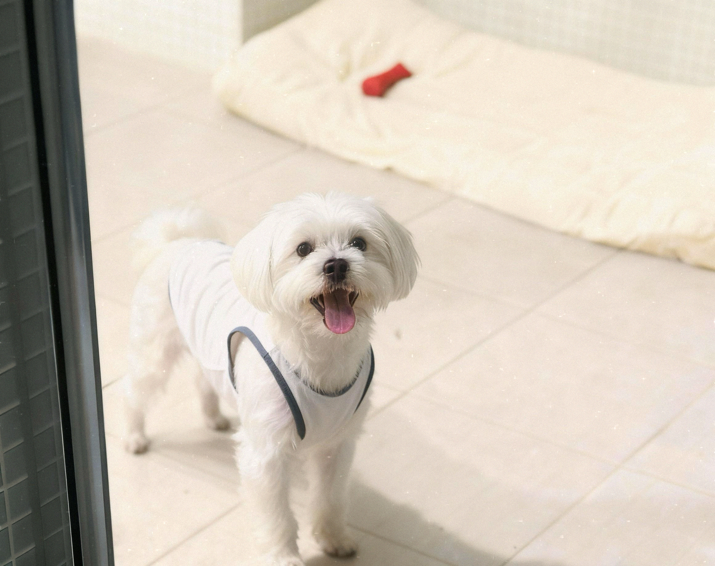 윌리독 펫 살롱 대표 이미지