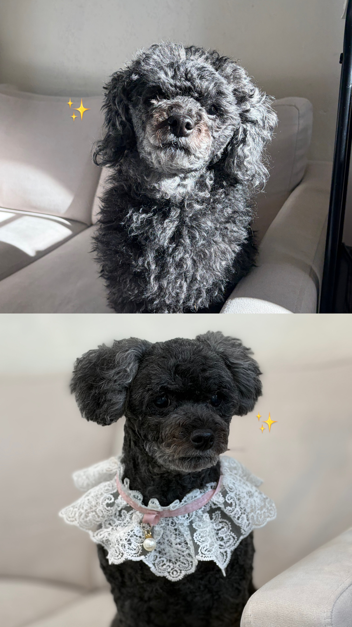 딜라잇독 앤 캣 대표 이미지