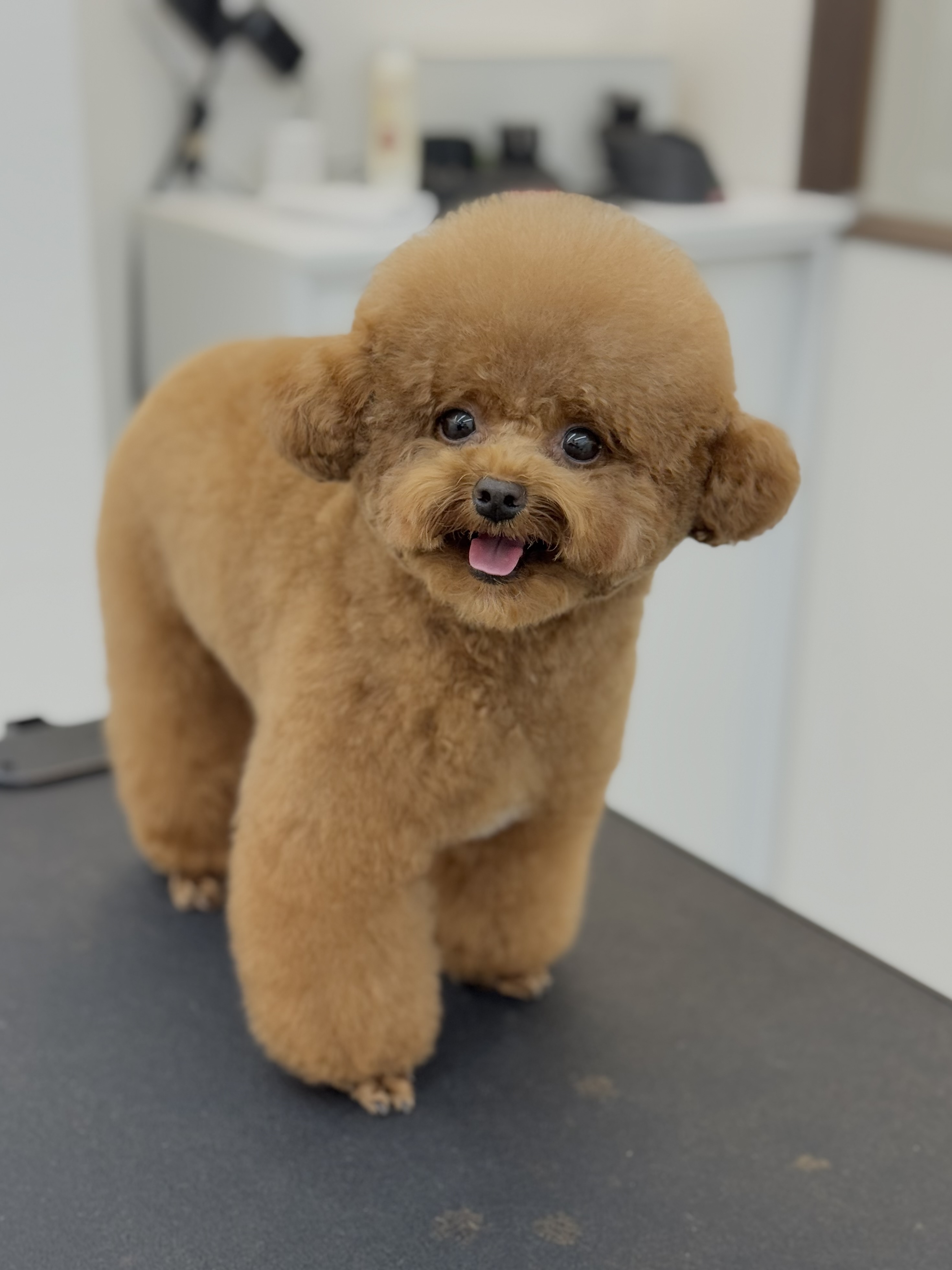 몽몽찌 대표 이미지