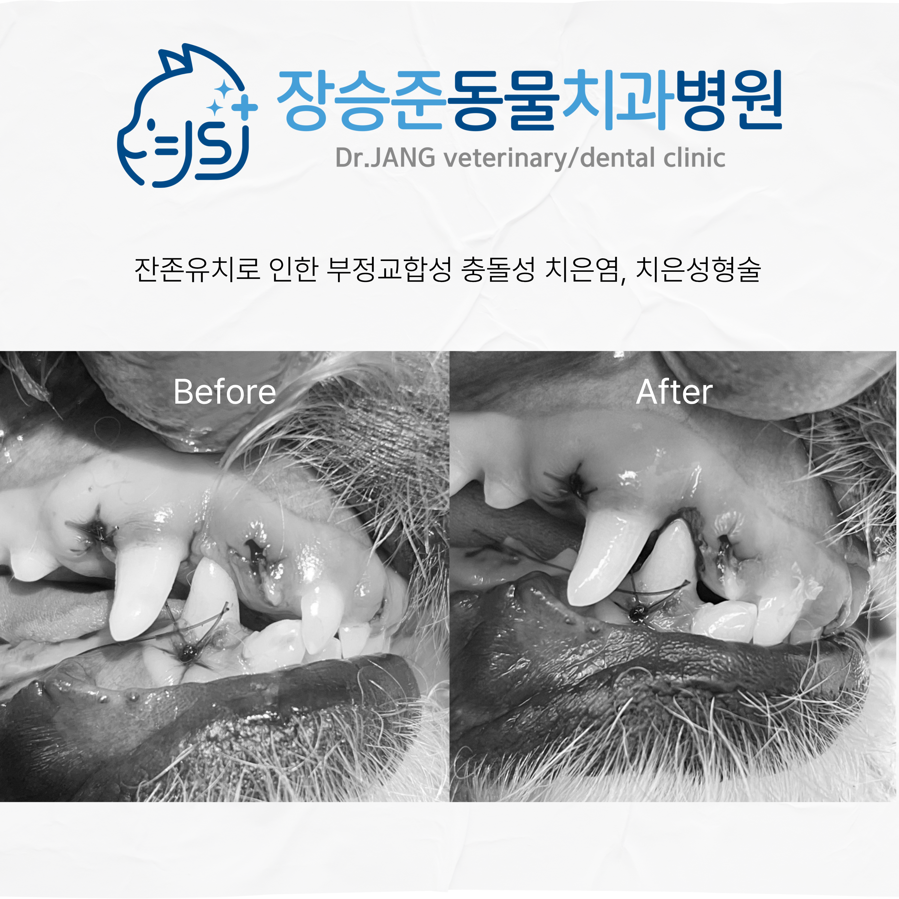 장승준동물치과병원 대표 이미지