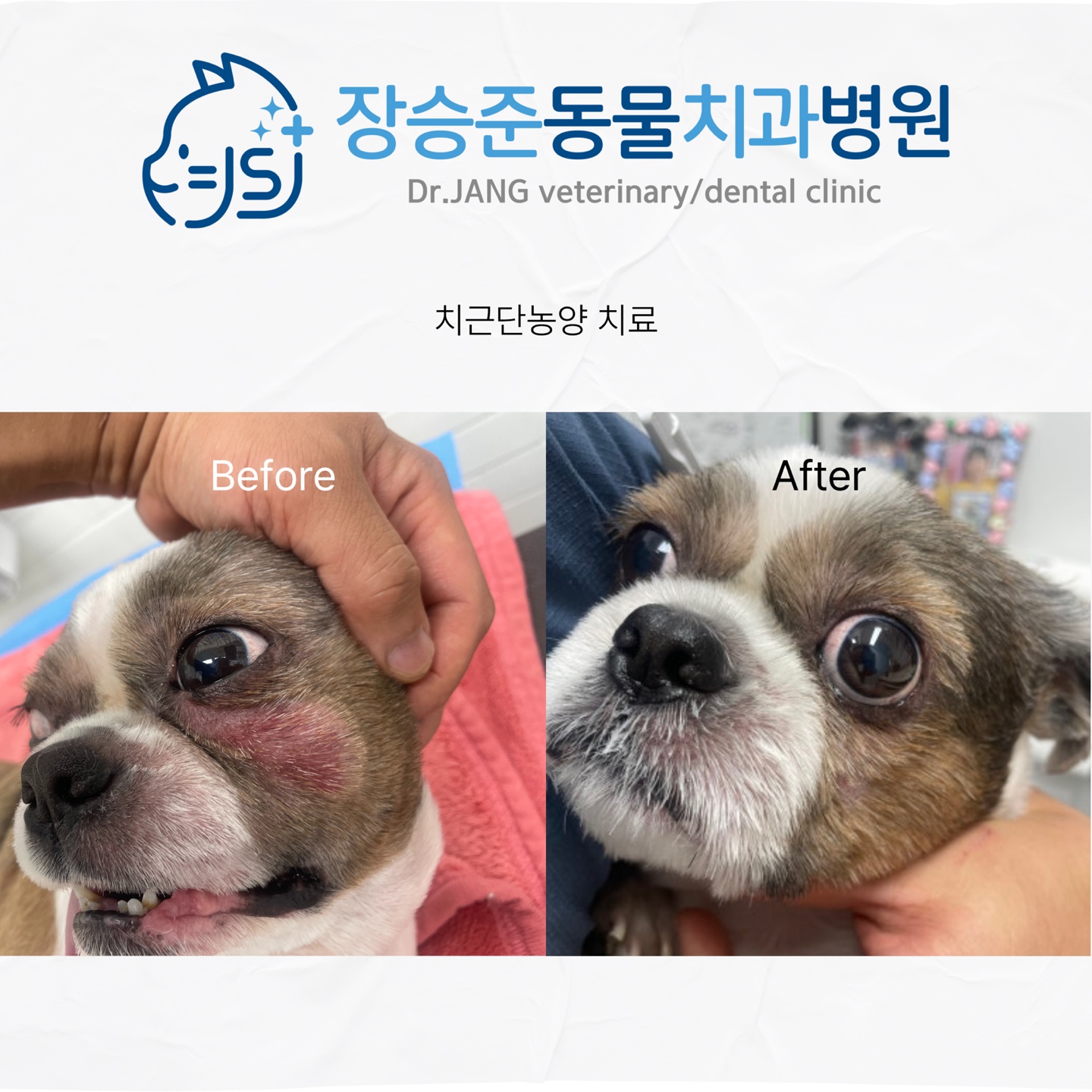 장승준동물치과병원 대표 이미지
