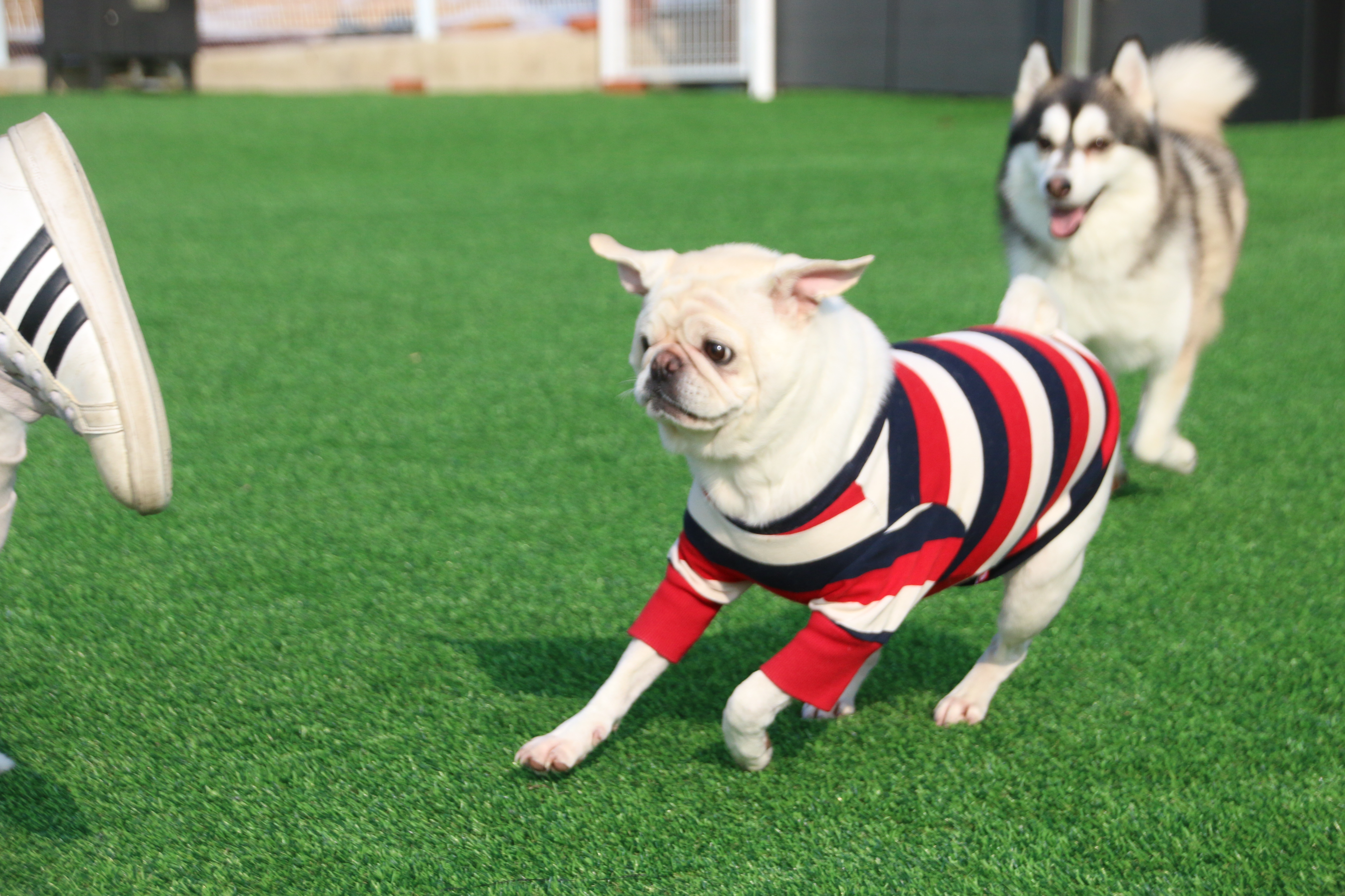 땅콩애견유치원 대표 이미지