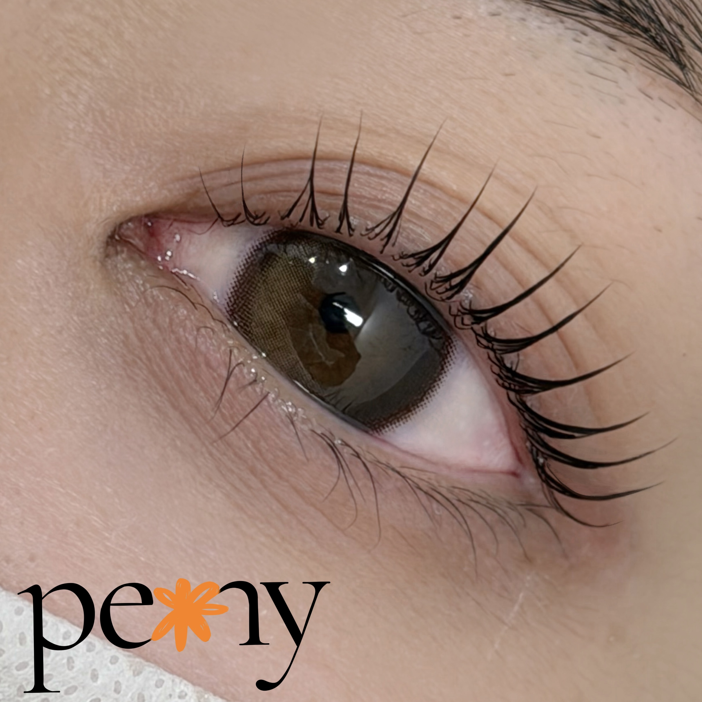 피오니 브로우 대표 이미지