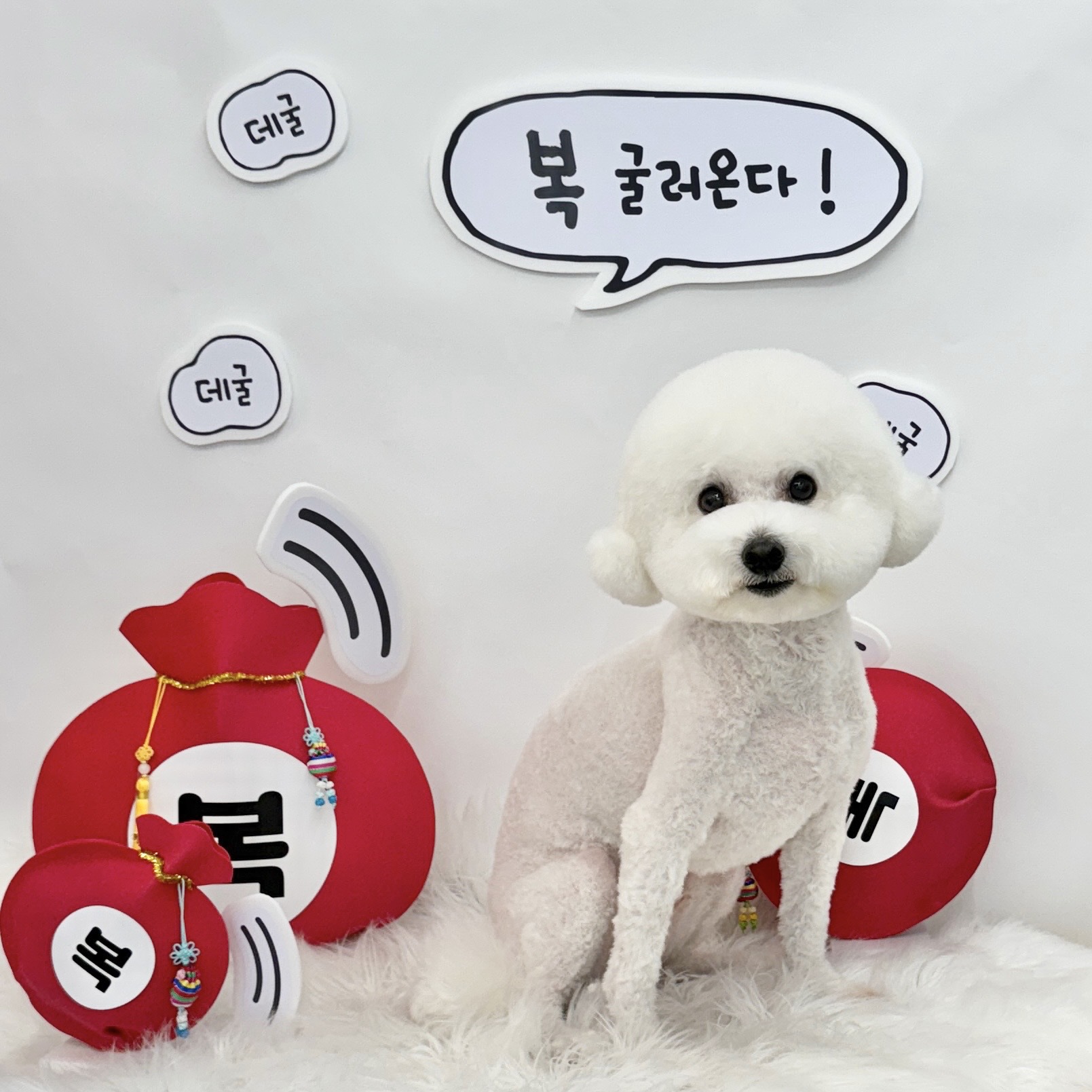 숲속의강아지 대표 이미지