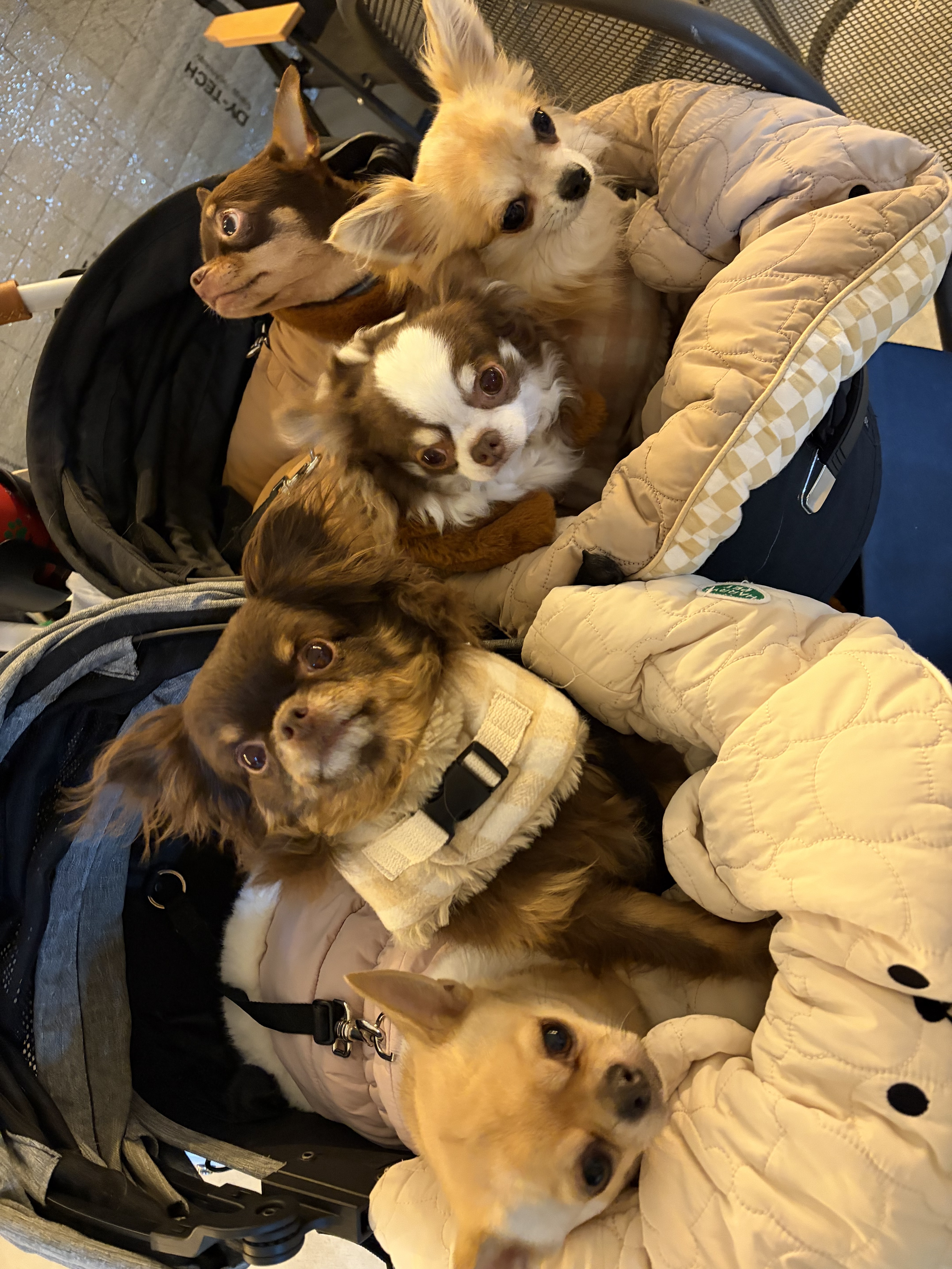 슈베르몽 대표 이미지