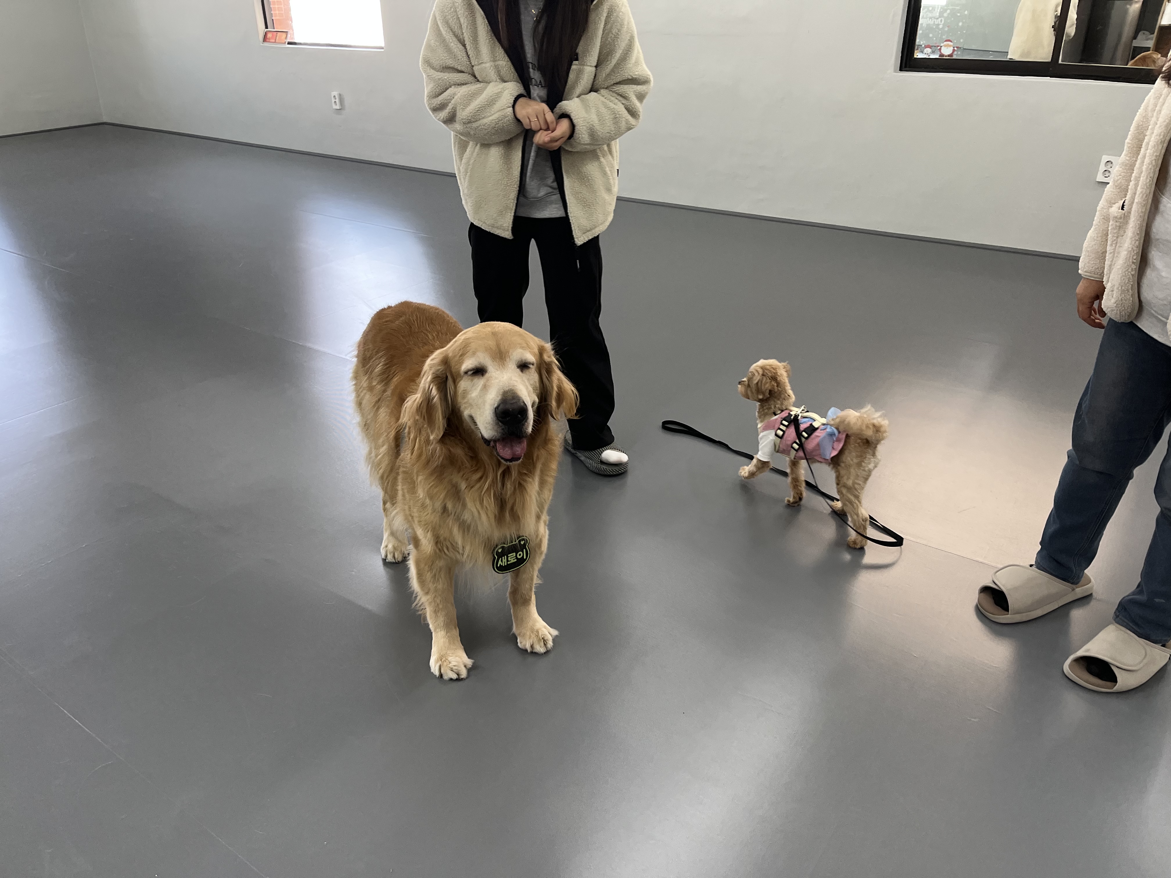 꿈틀 반려견 교육센터 대표 이미지