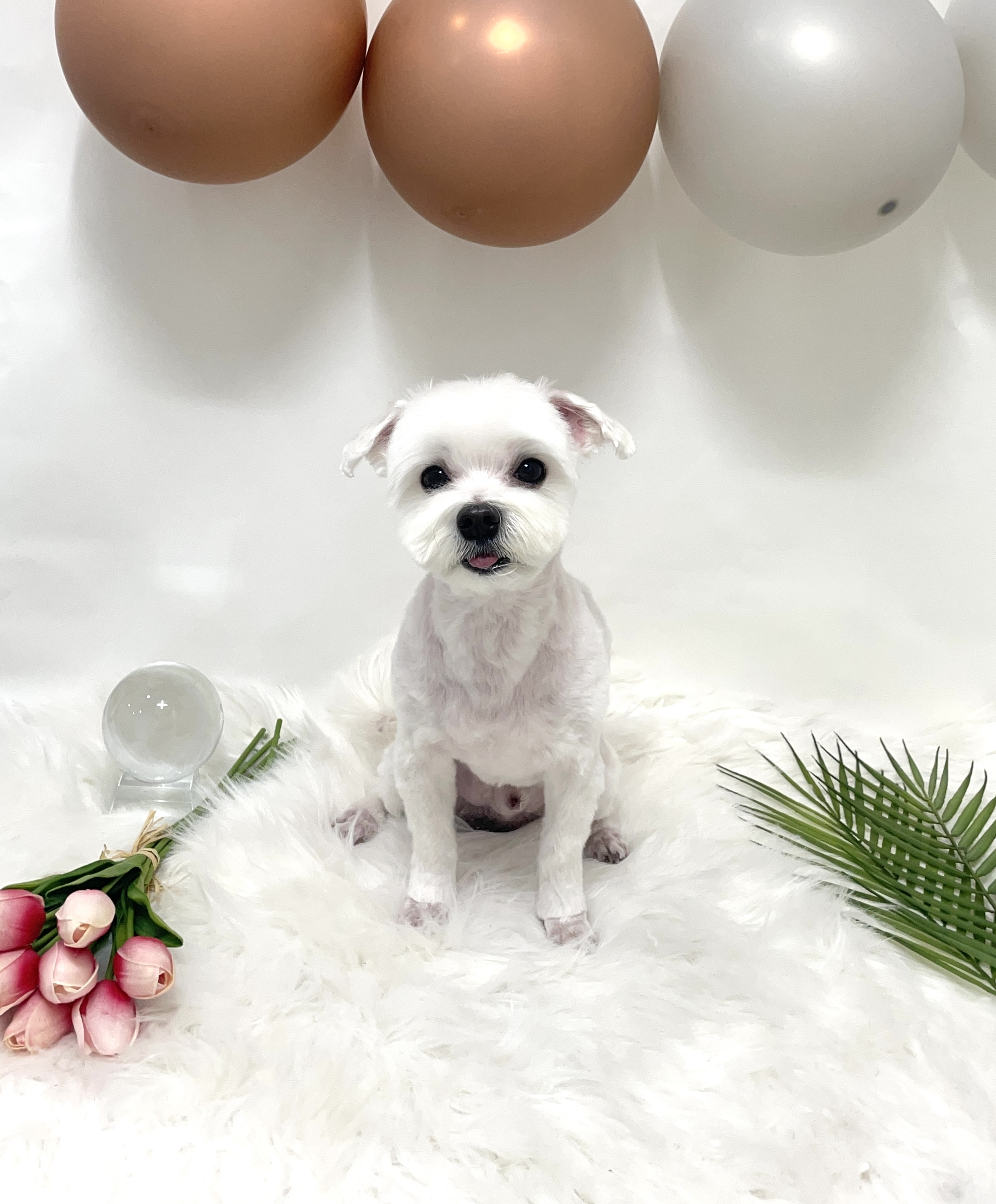 댕스타일 대표 이미지