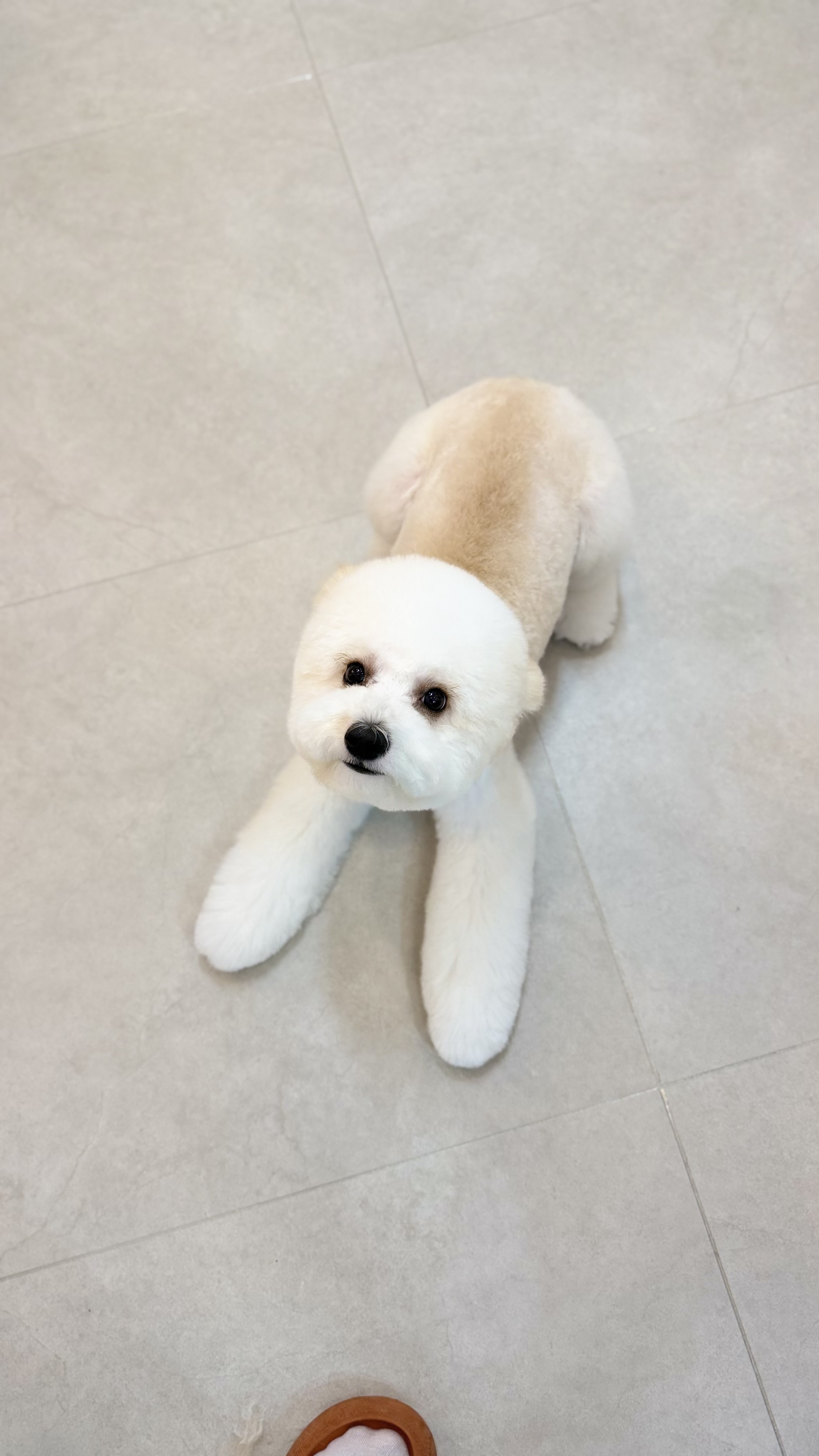 바오그루밍 대표 이미지
