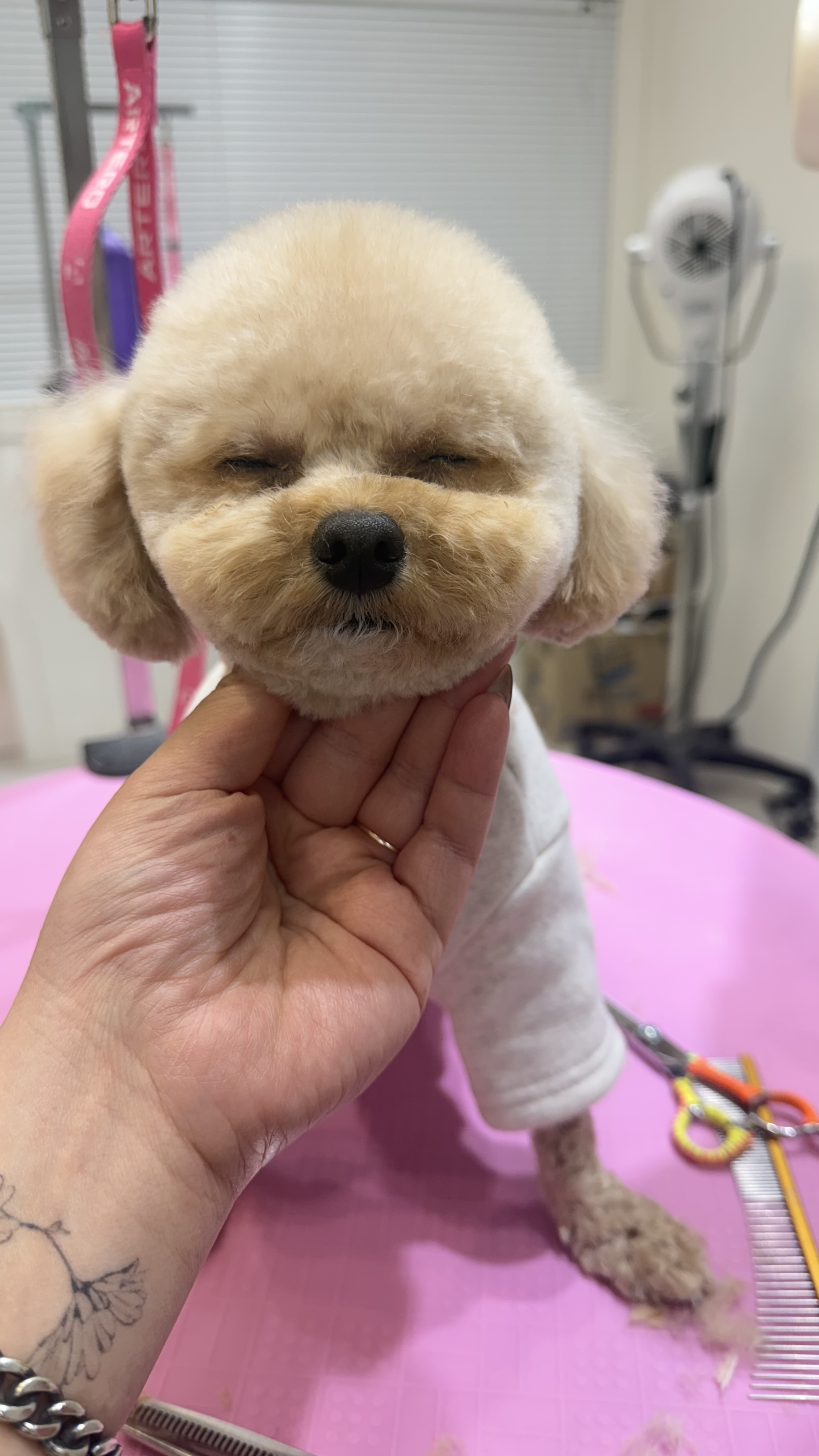 바오그루밍 대표 이미지