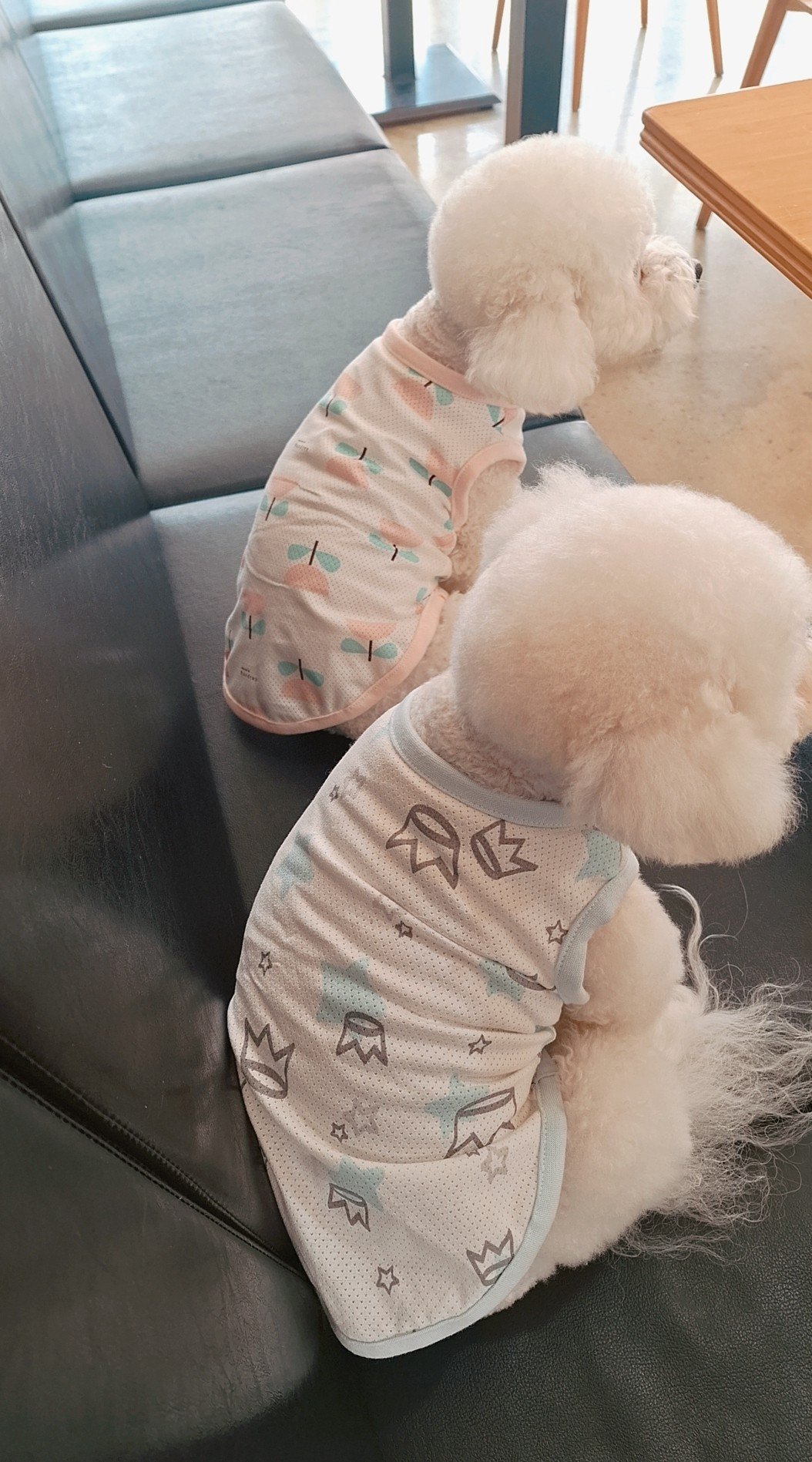 멍뭉몽애견미용 대표 이미지