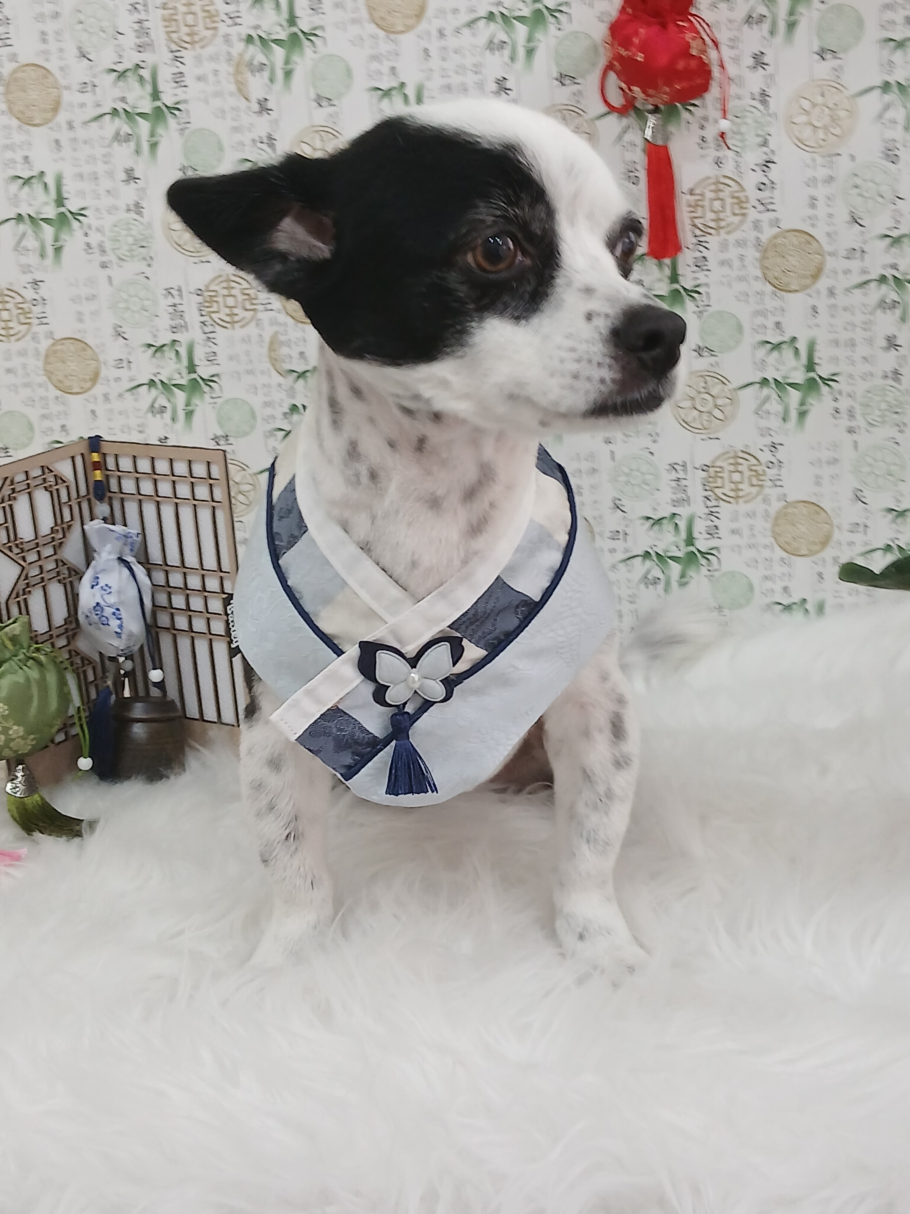 콩원장 댕댕묭실 대표 이미지