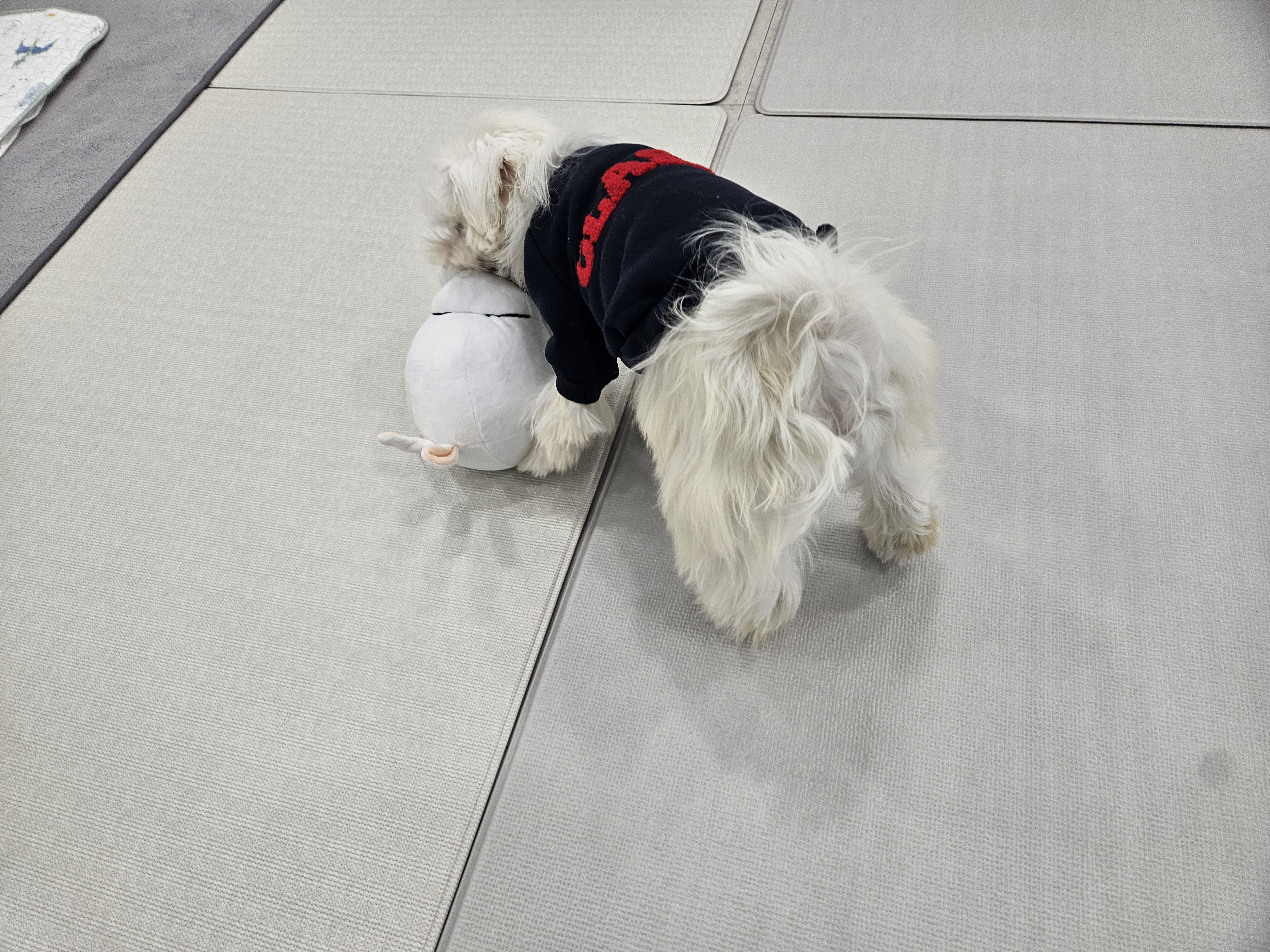 댕모닝 대표 이미지