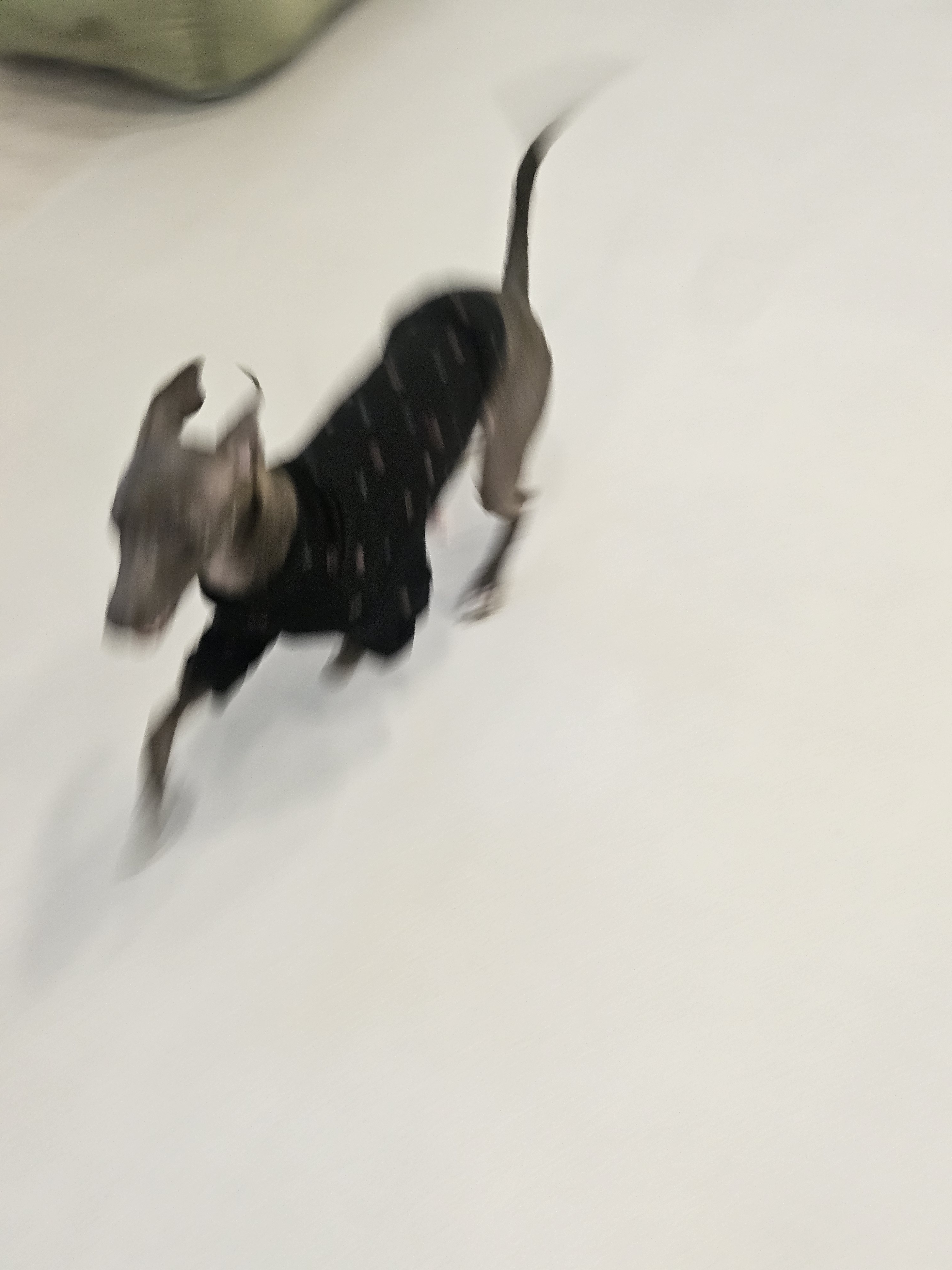 댕모닝 대표 이미지