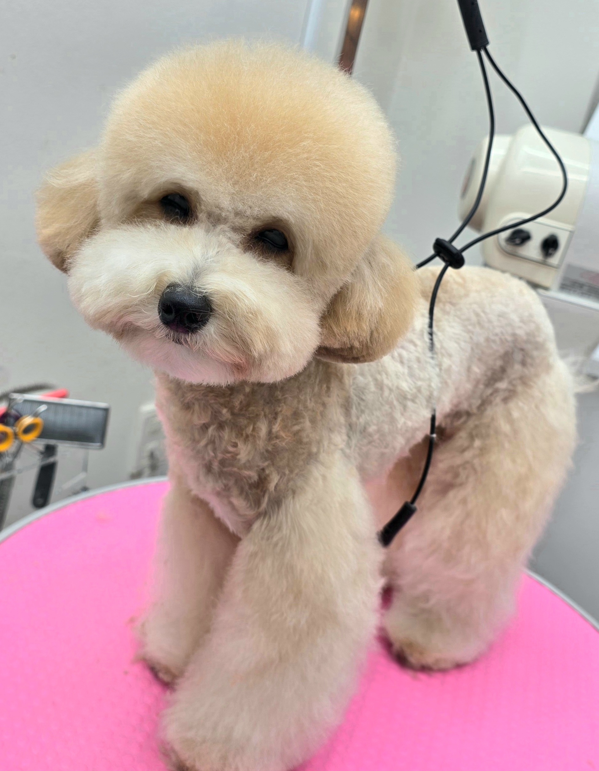 안녕애기 대표 이미지