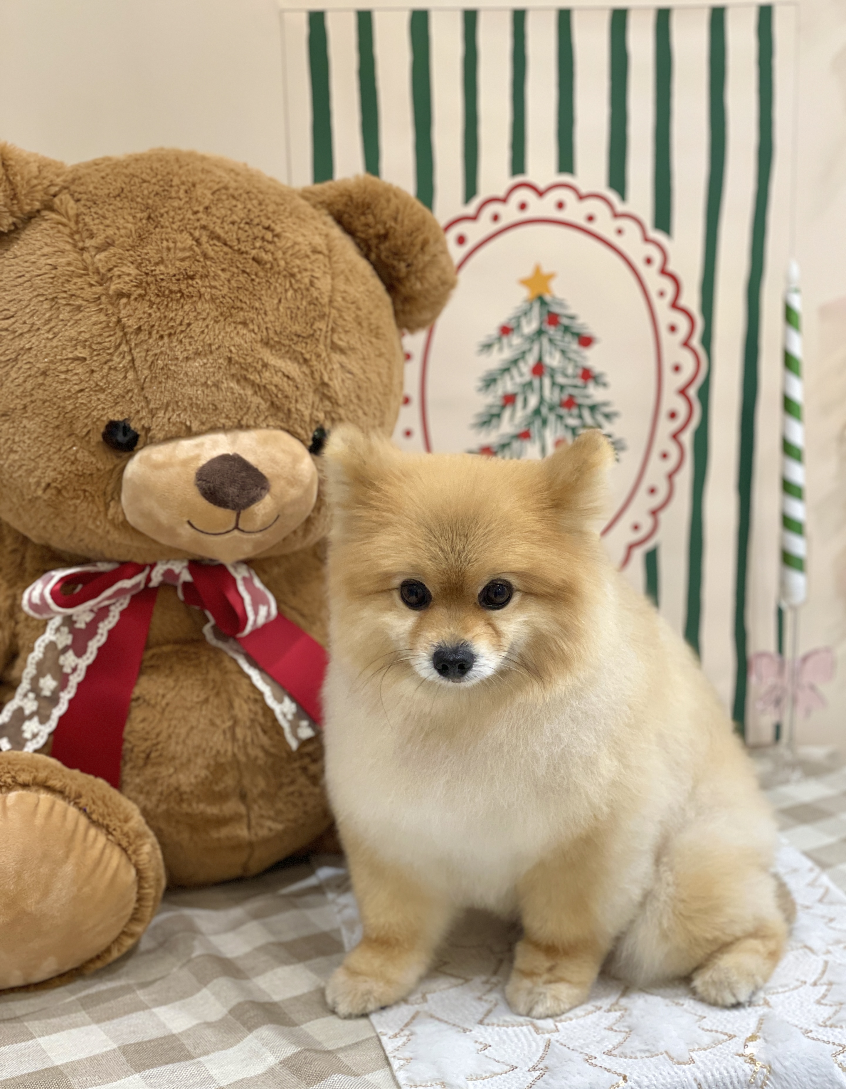 블루시엘 대표 이미지