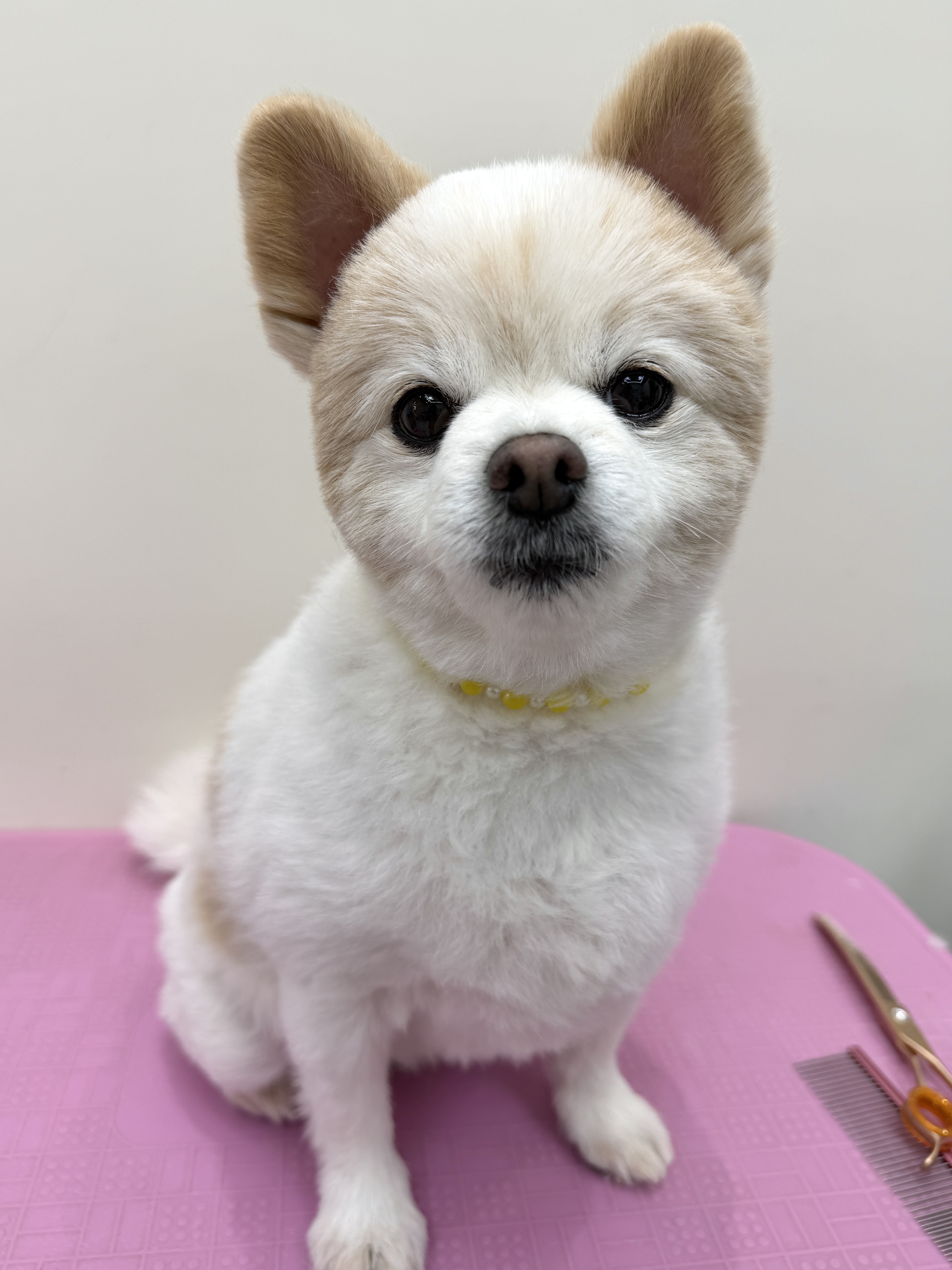 힐스독카페 반려동물 동반 애견카페