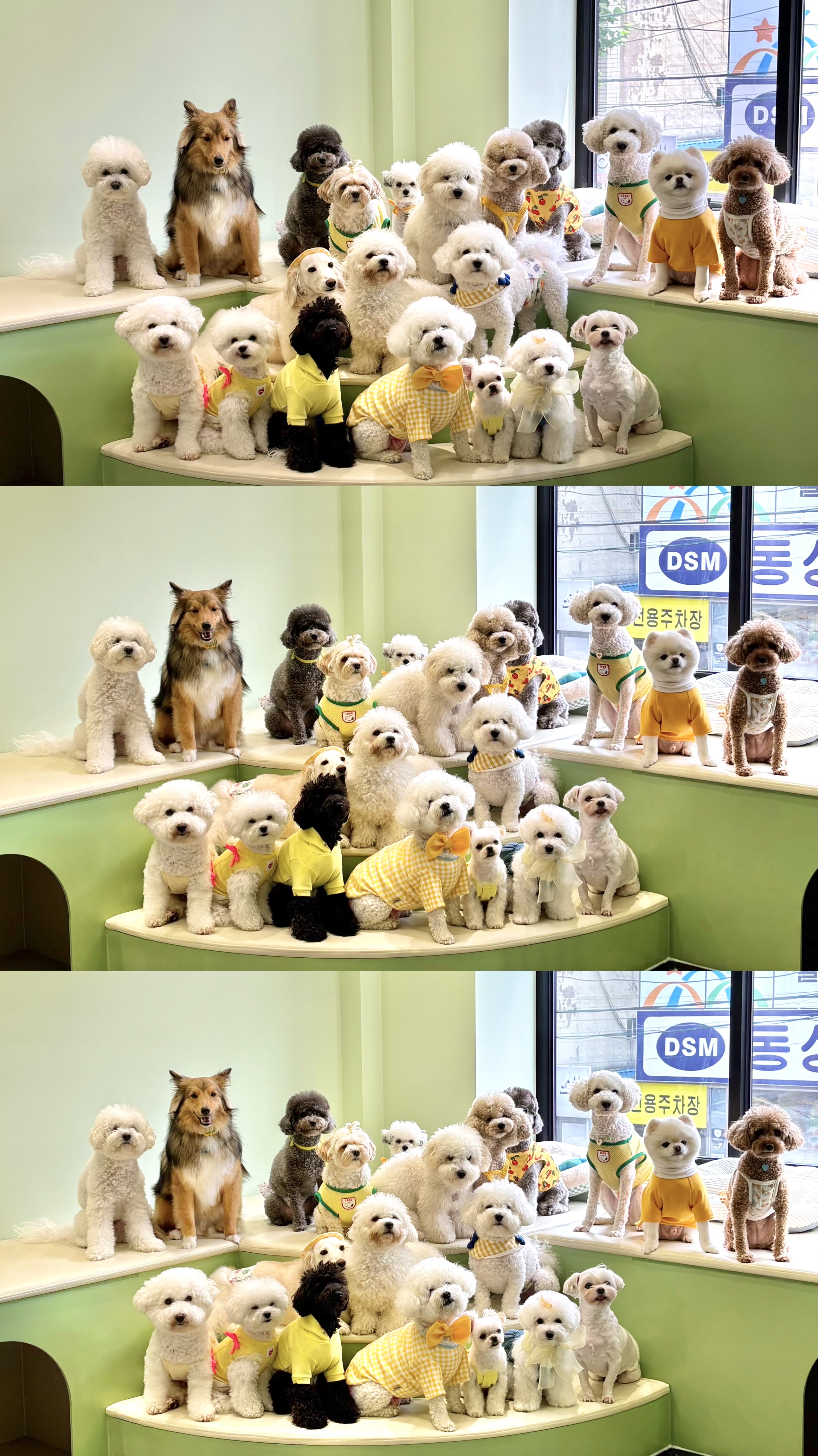 펫빌리지애견카페 본점 경상 애견카페