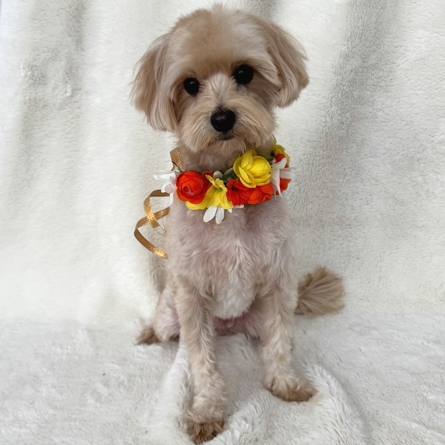 미쓰몽 대표 이미지