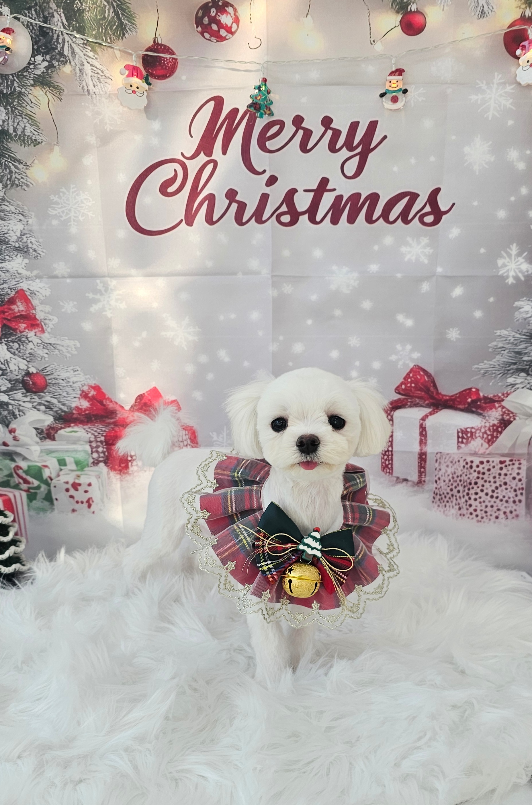 탄벌댕댕 애견미용실 대표 이미지