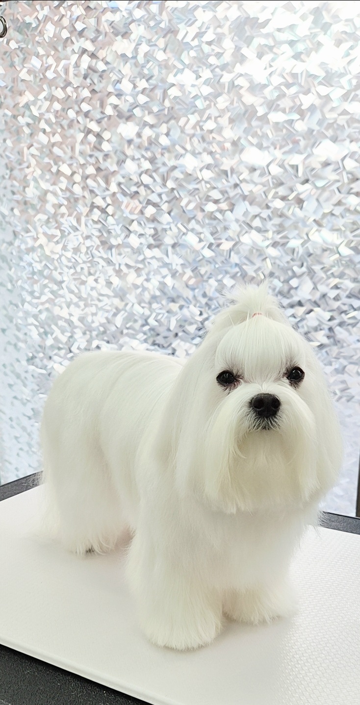 소우주애견미용실 대표 이미지