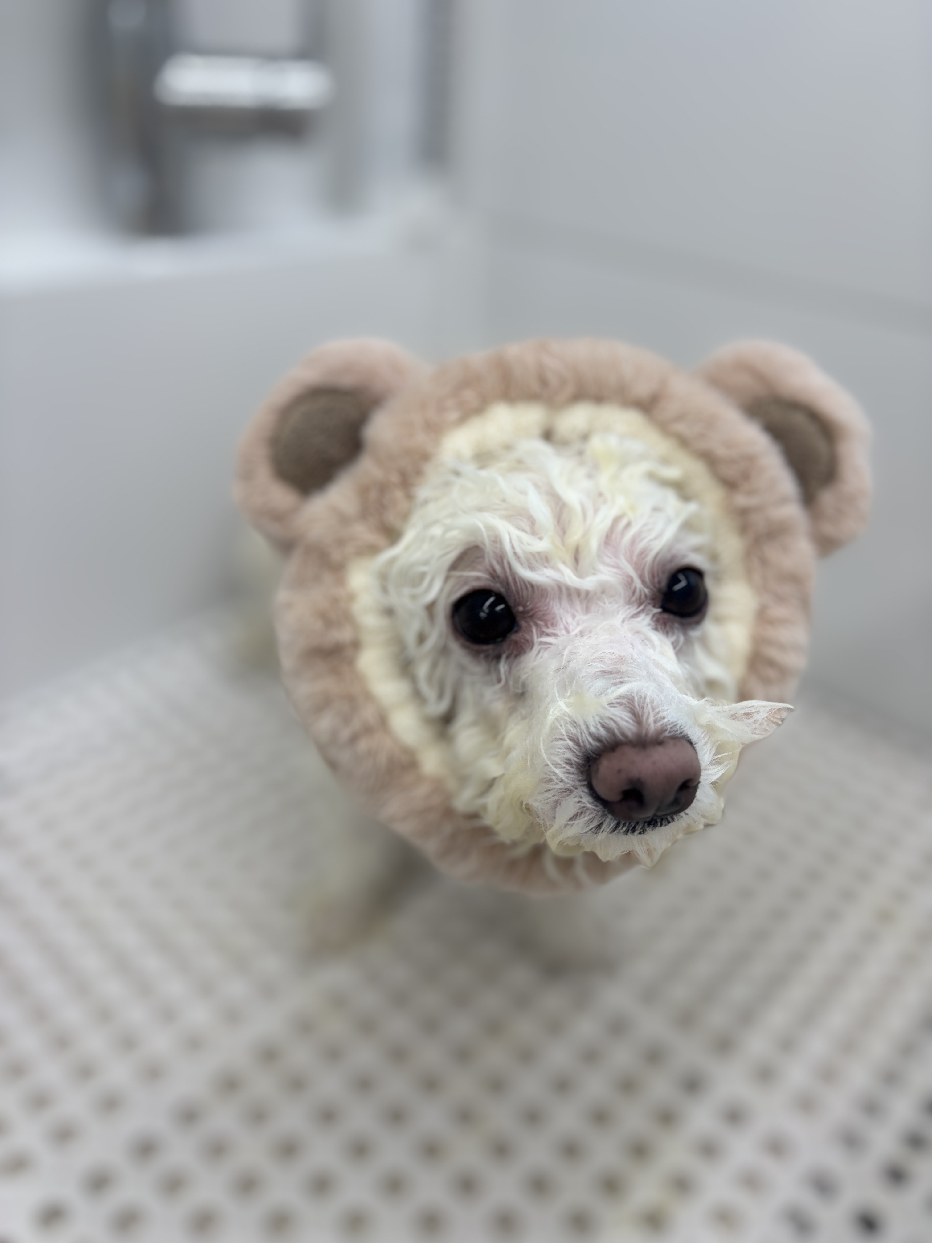 개바라기 대표 이미지