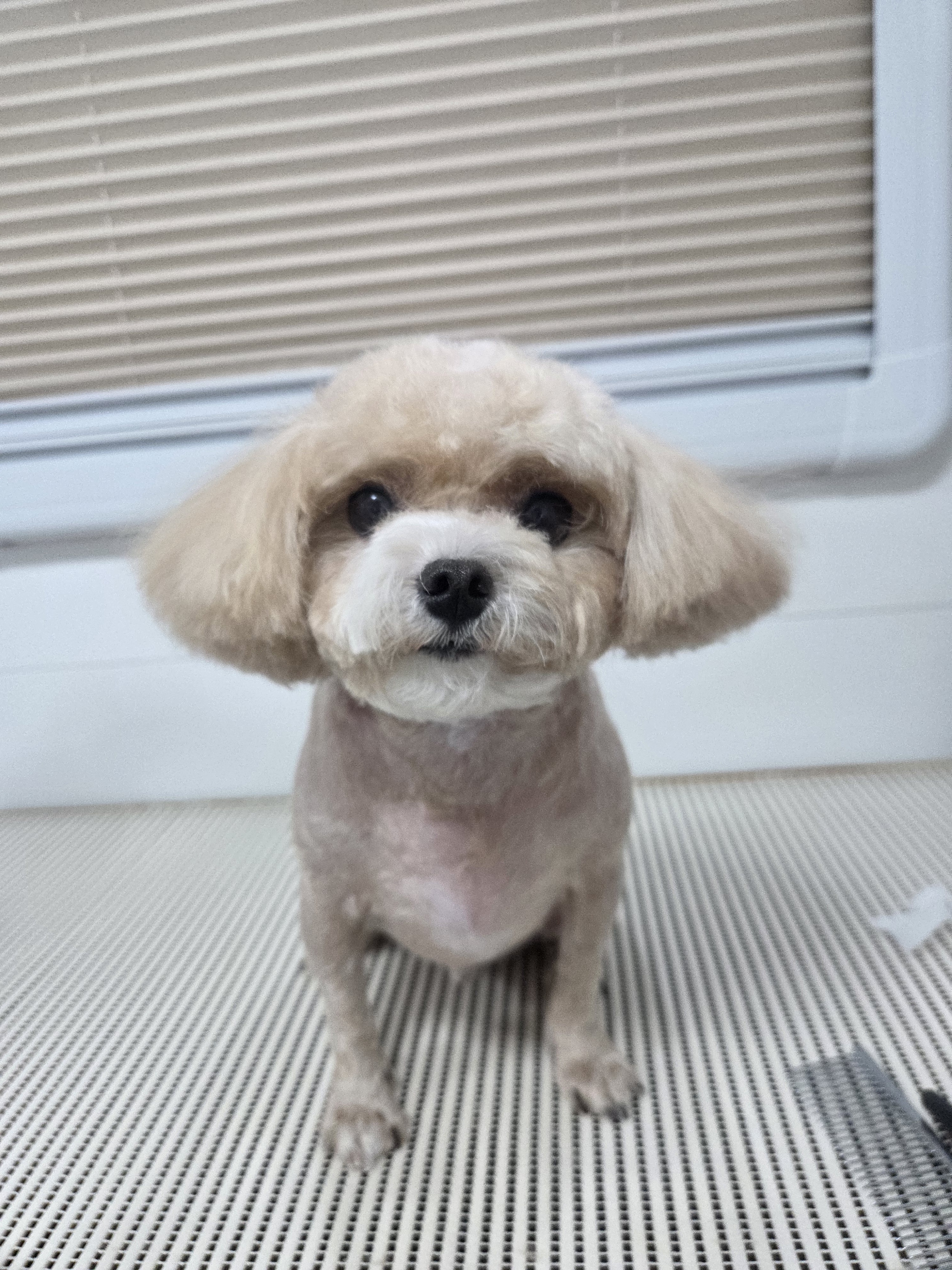 복덕이네애견출장미용 대표 이미지