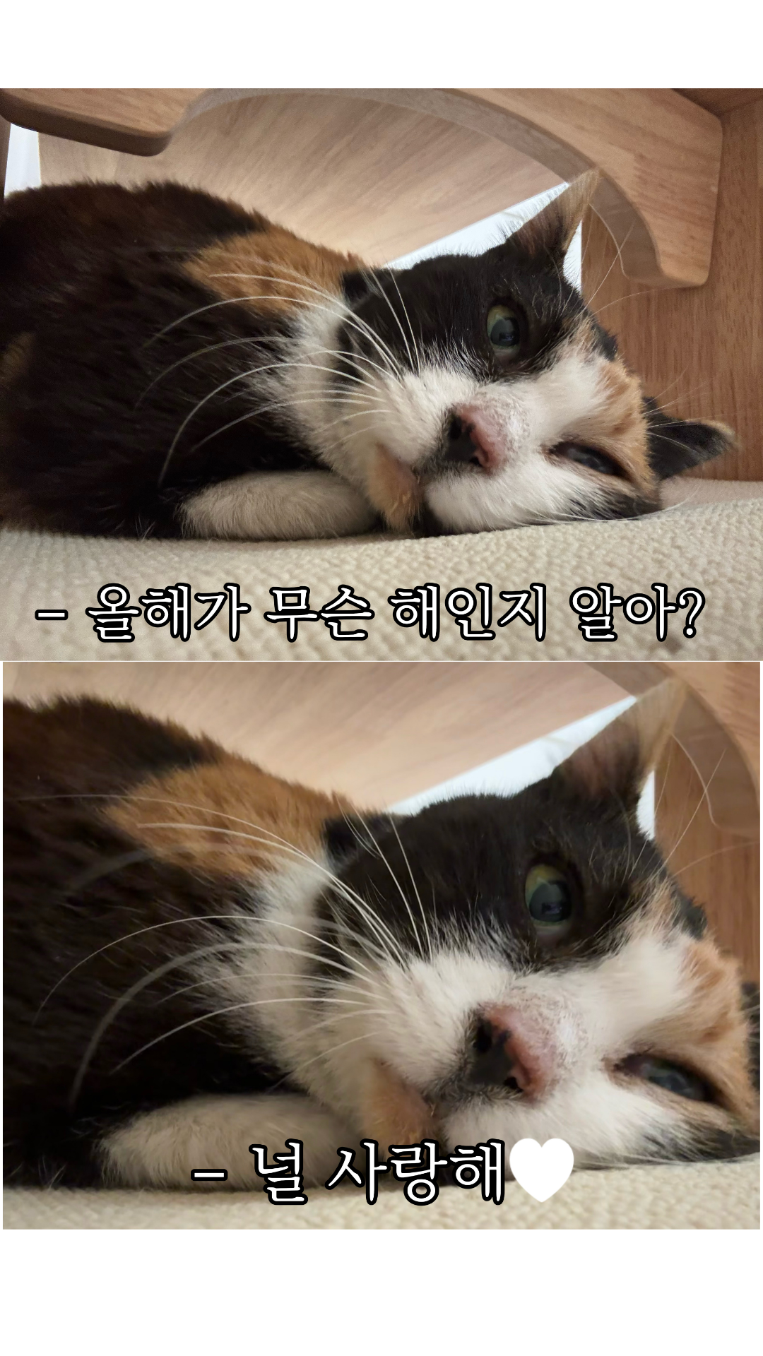 파주고양이미용 호텔 야옹아놀자