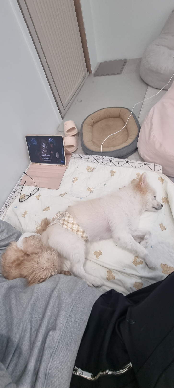 댕모닝애견호텔 대표 이미지