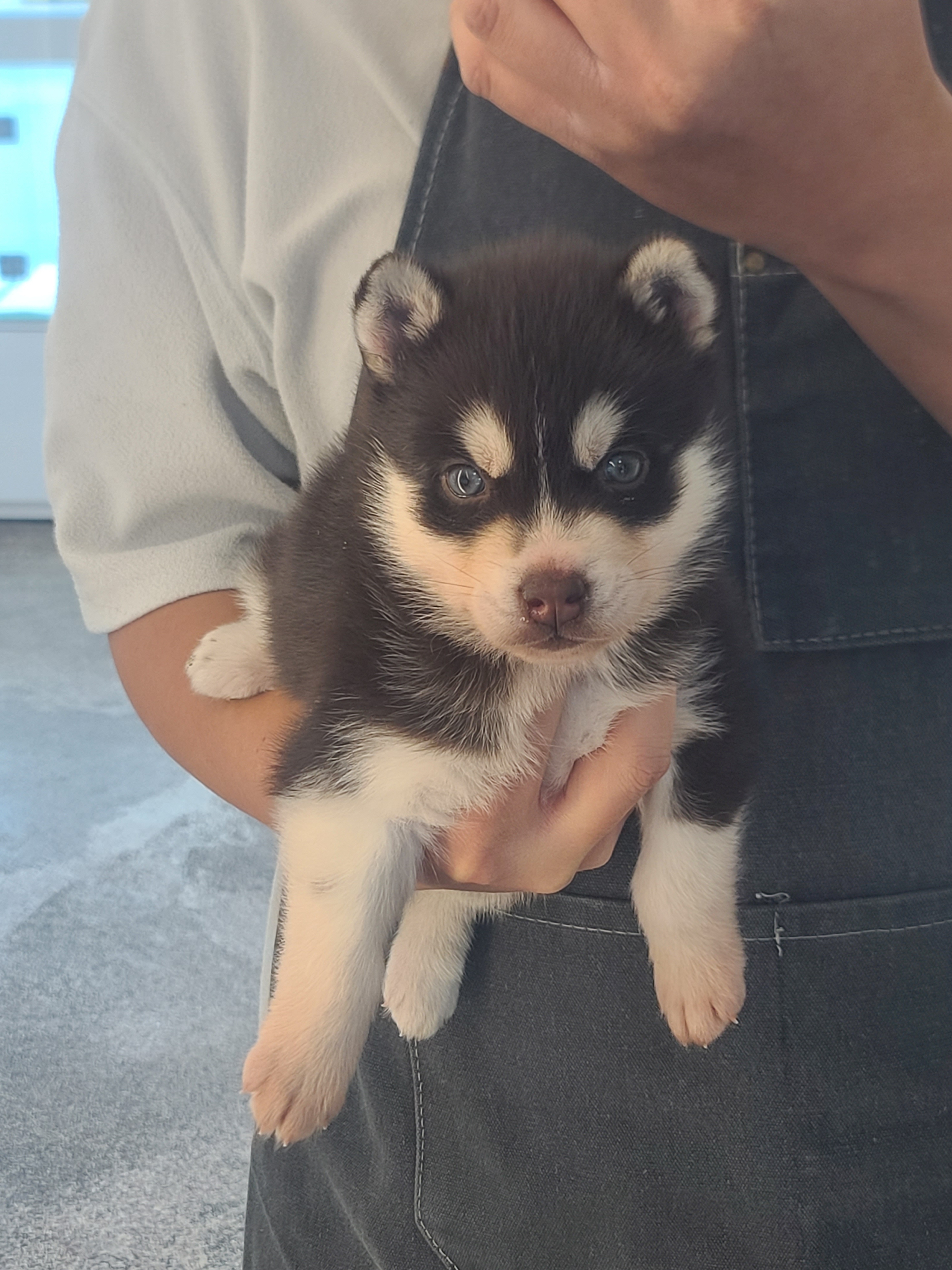 강아지를부탁해 대표 이미지