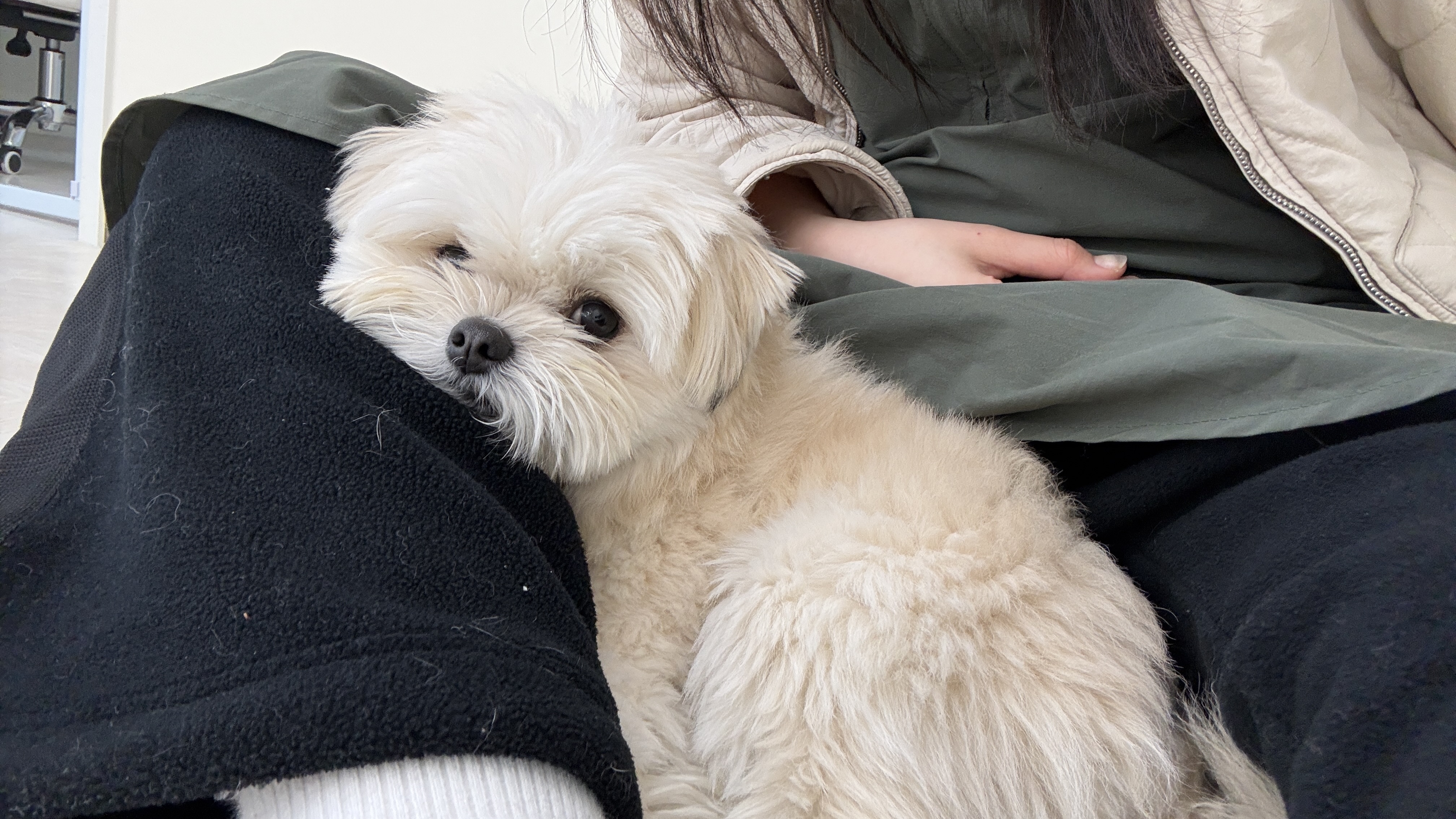 펫대손손 애견센터 대표 이미지