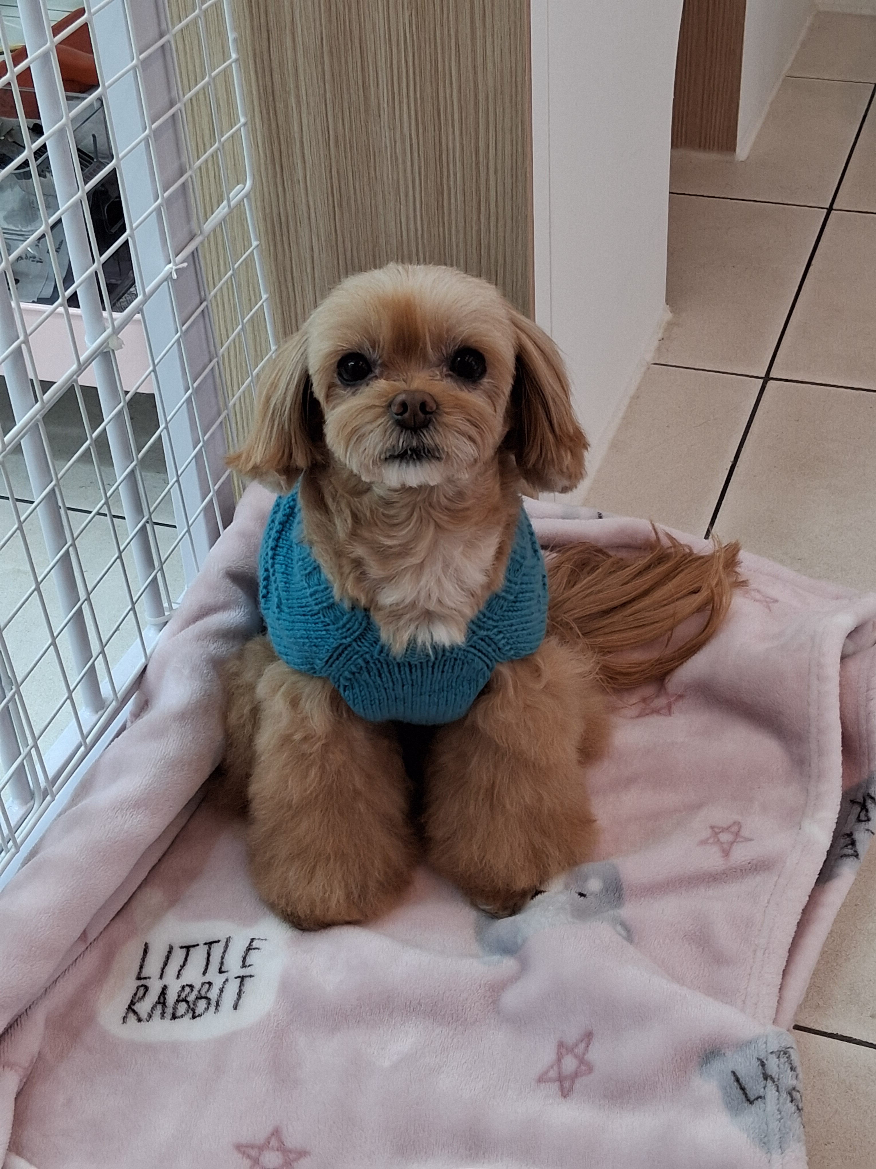 댕구름살롱 대표 이미지