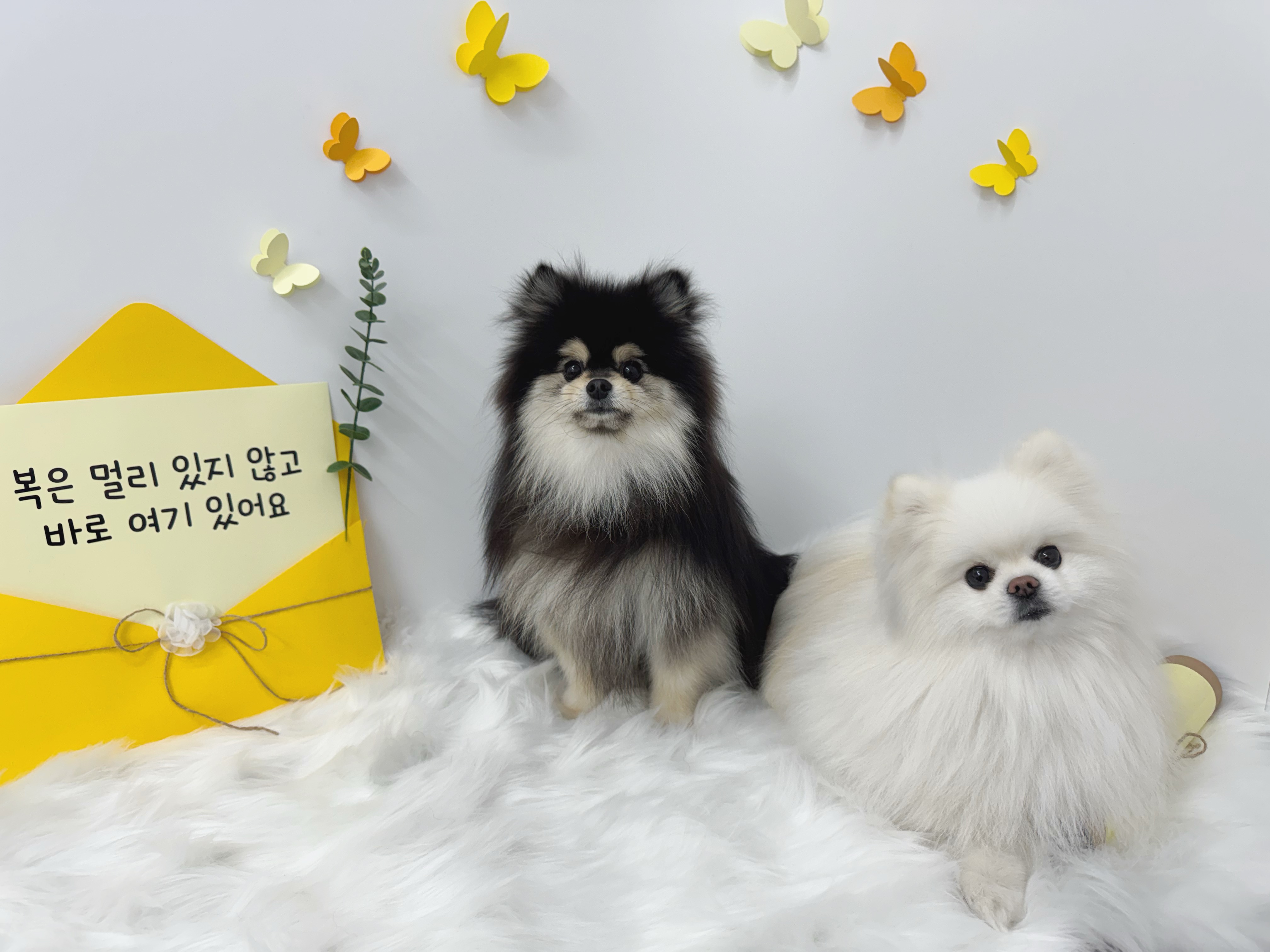 하이멍 대표 이미지