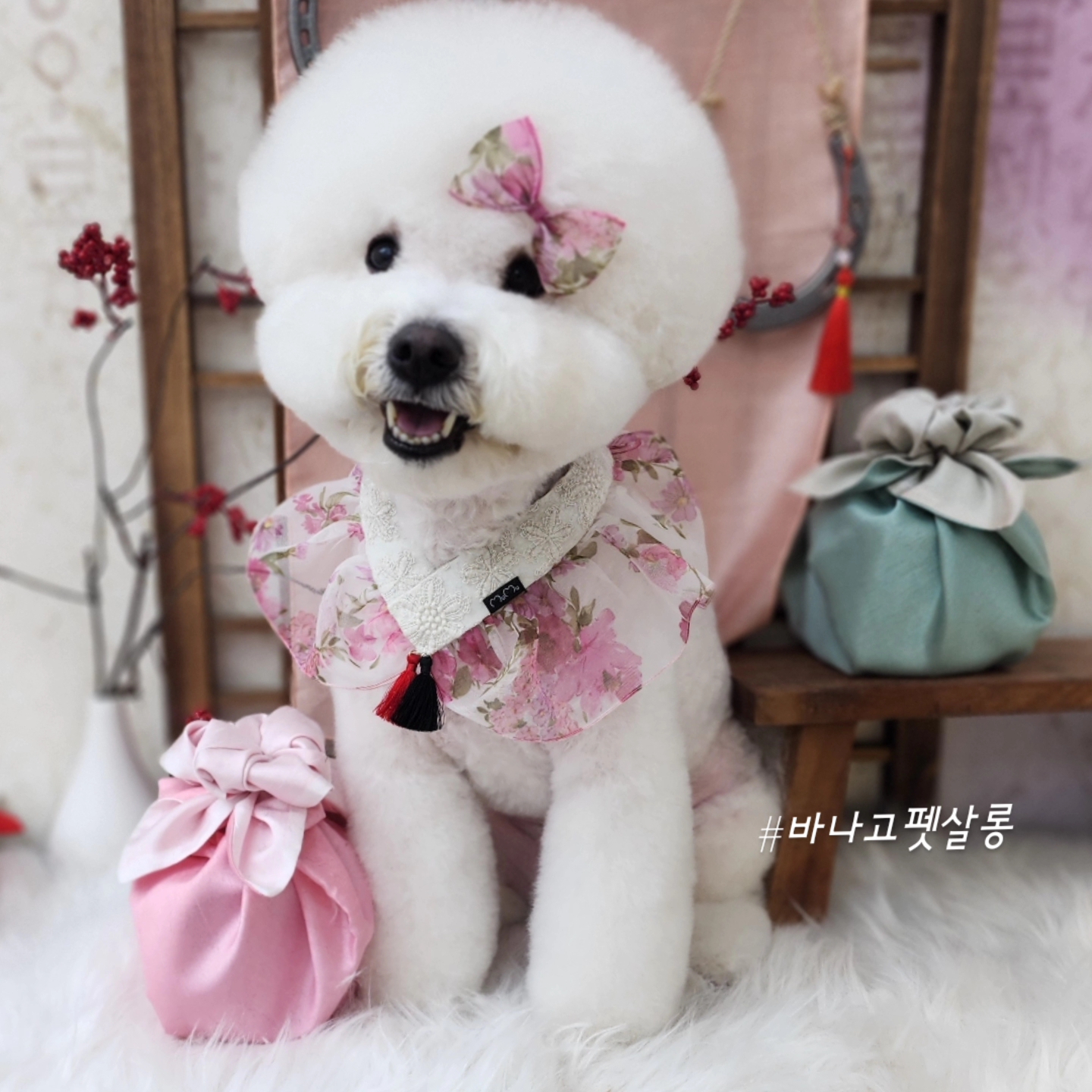 바나고펫살롱 대표 이미지